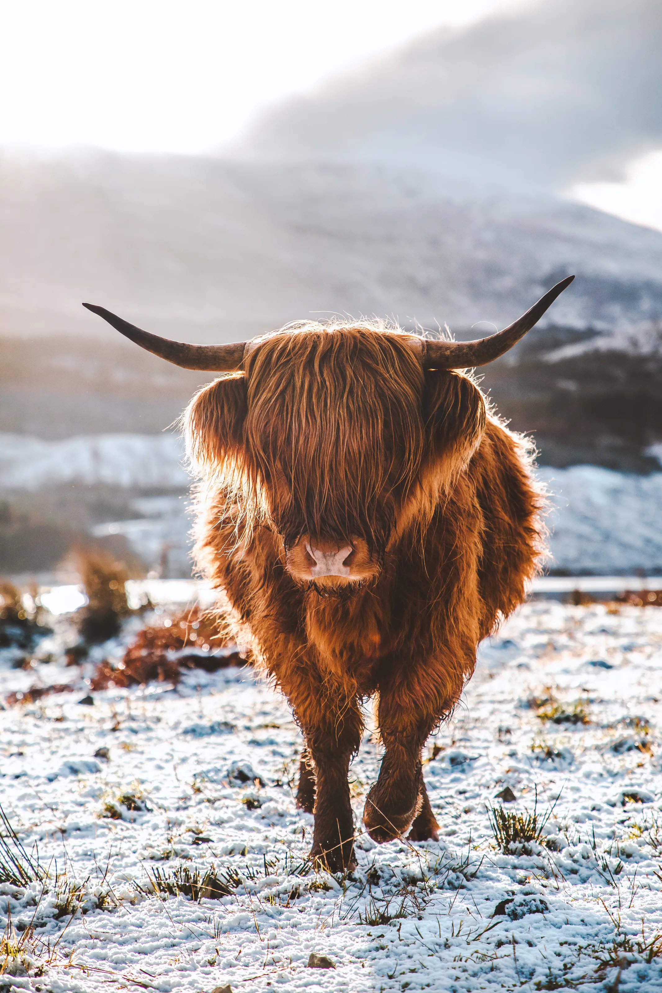 My Big Highland Mate.