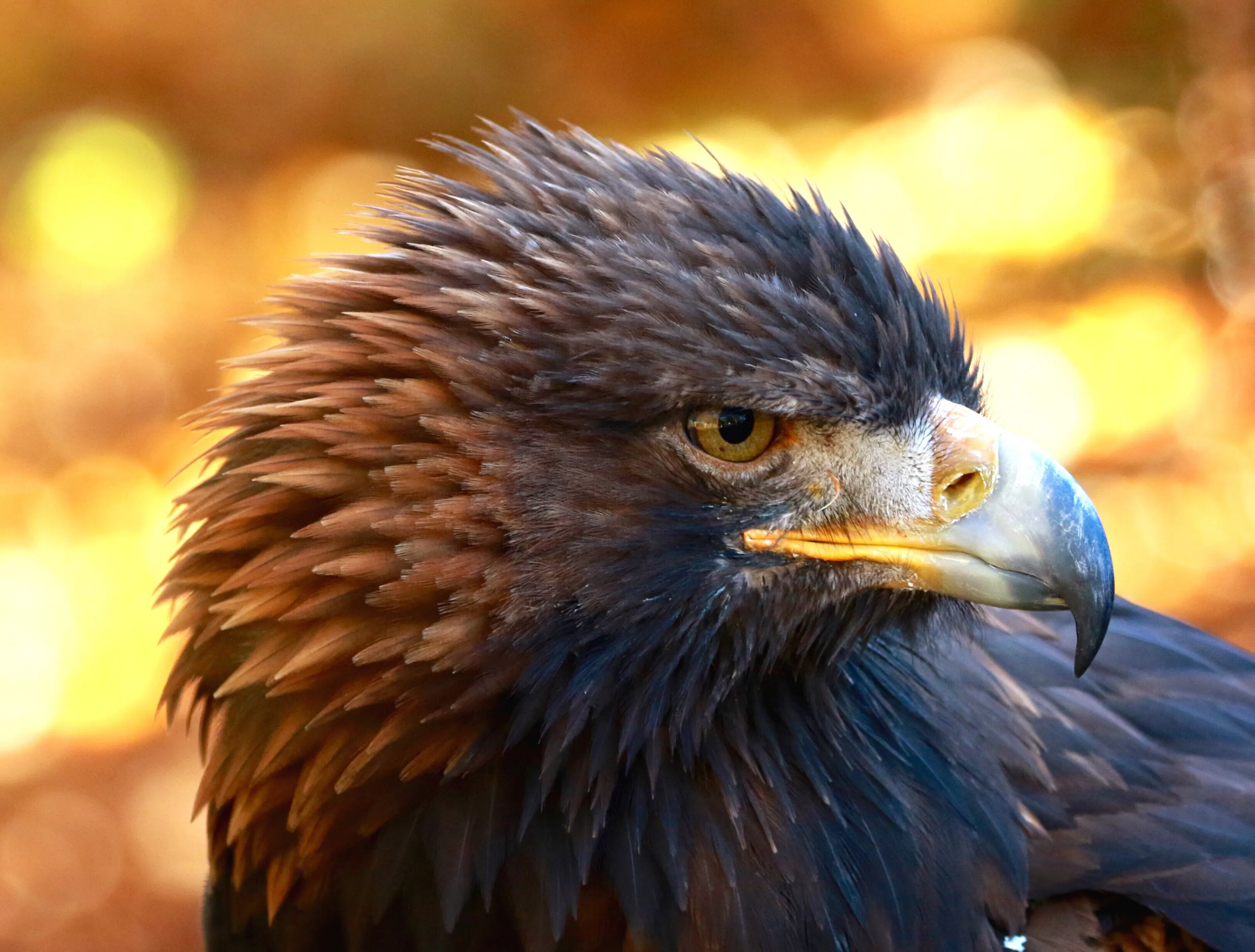 Golden eagle