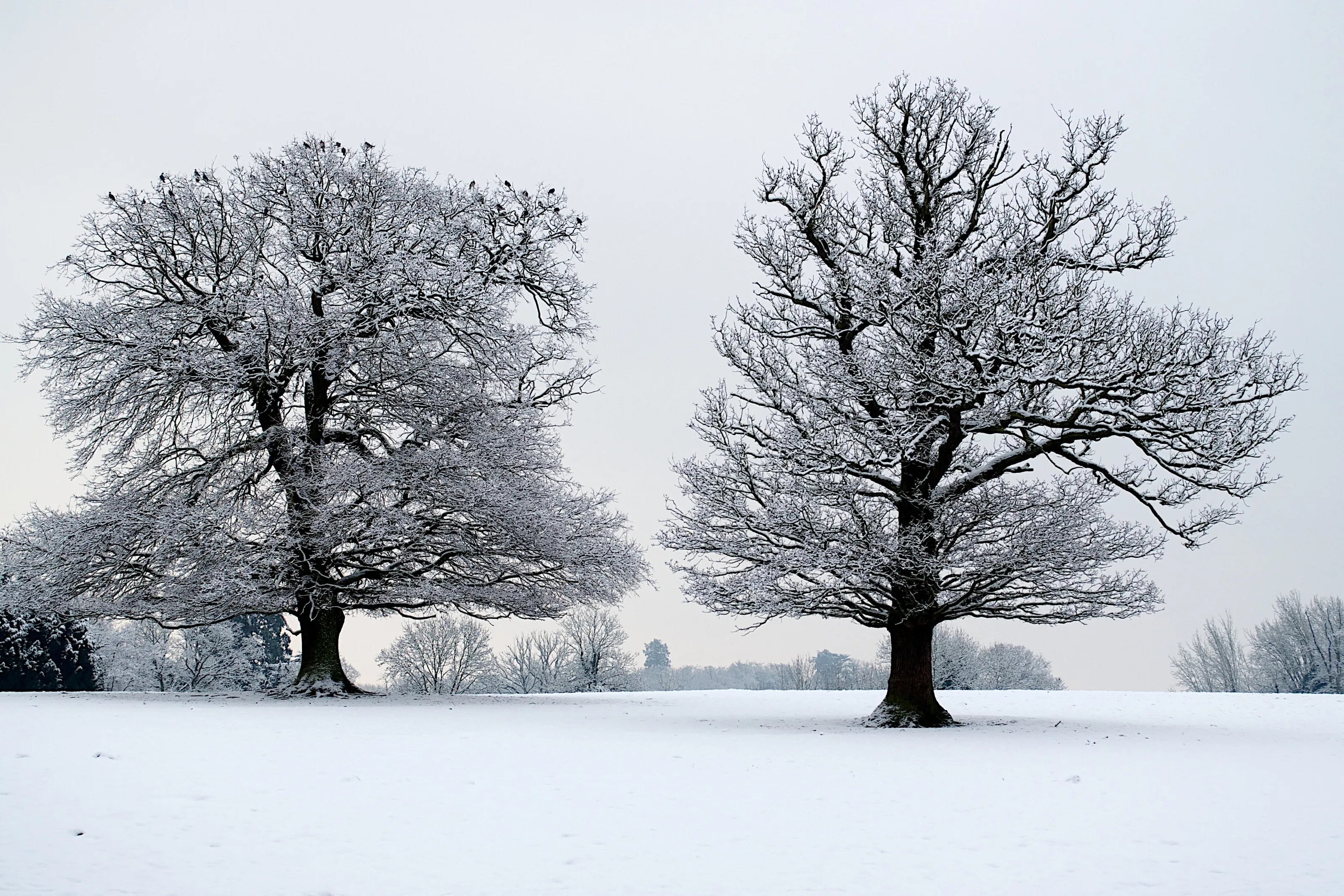 Winter trees