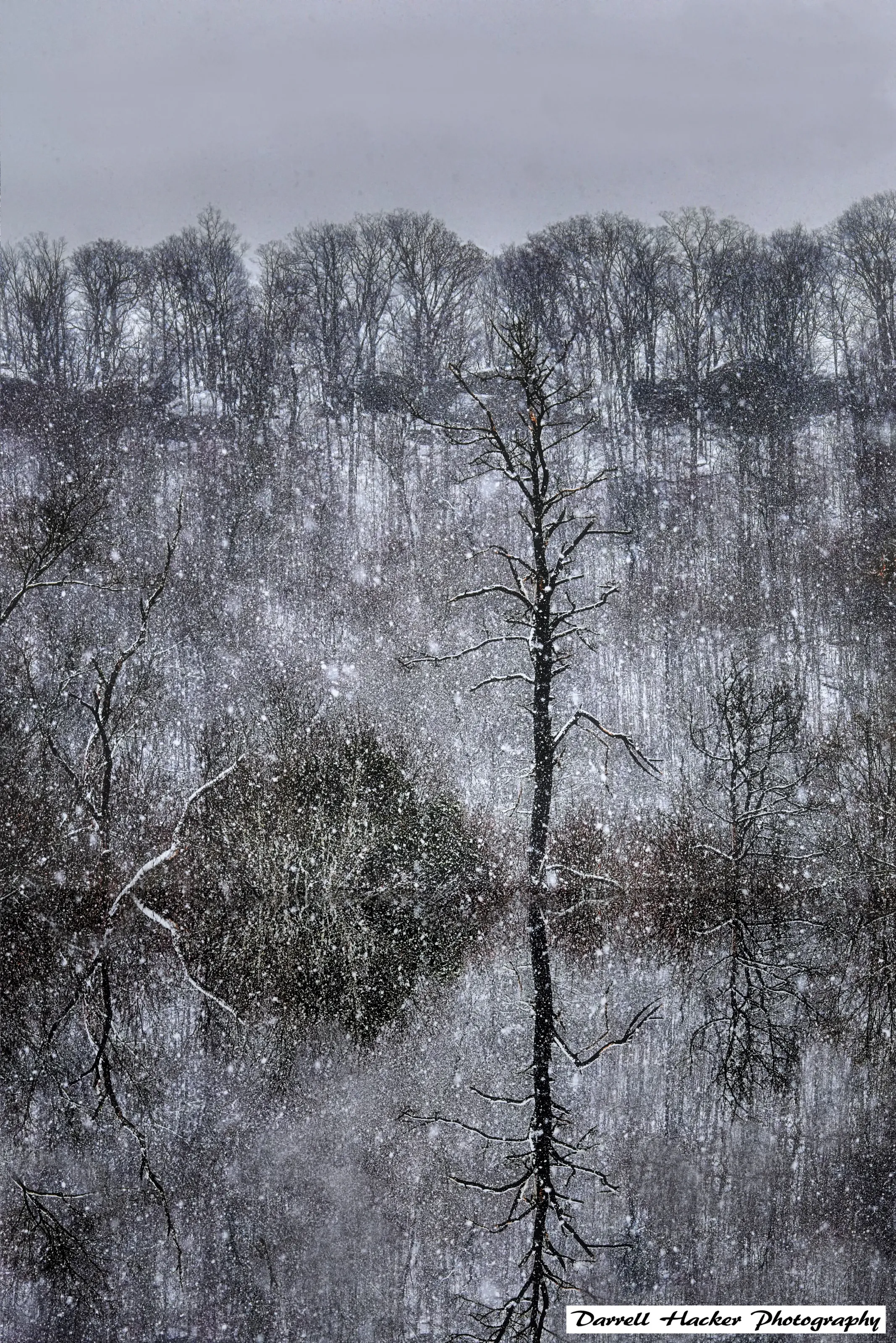 Frozen forest with reflection in the lake