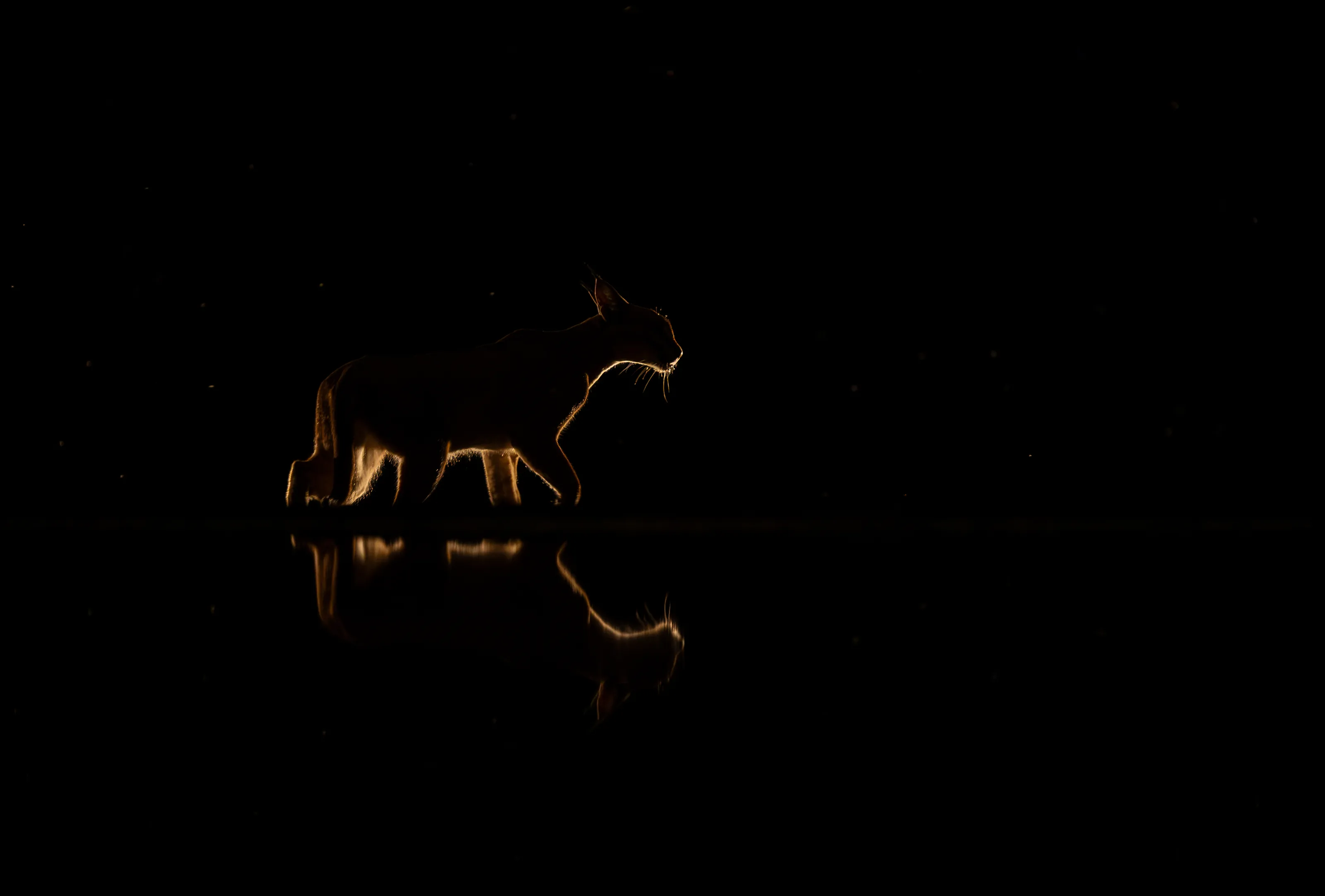 Out of the Dark