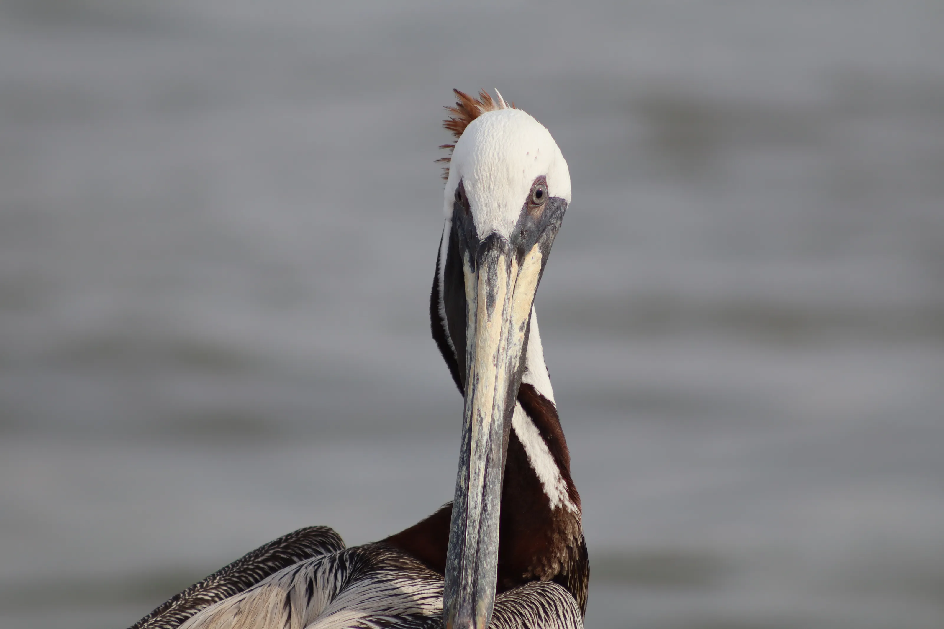 Pelican
