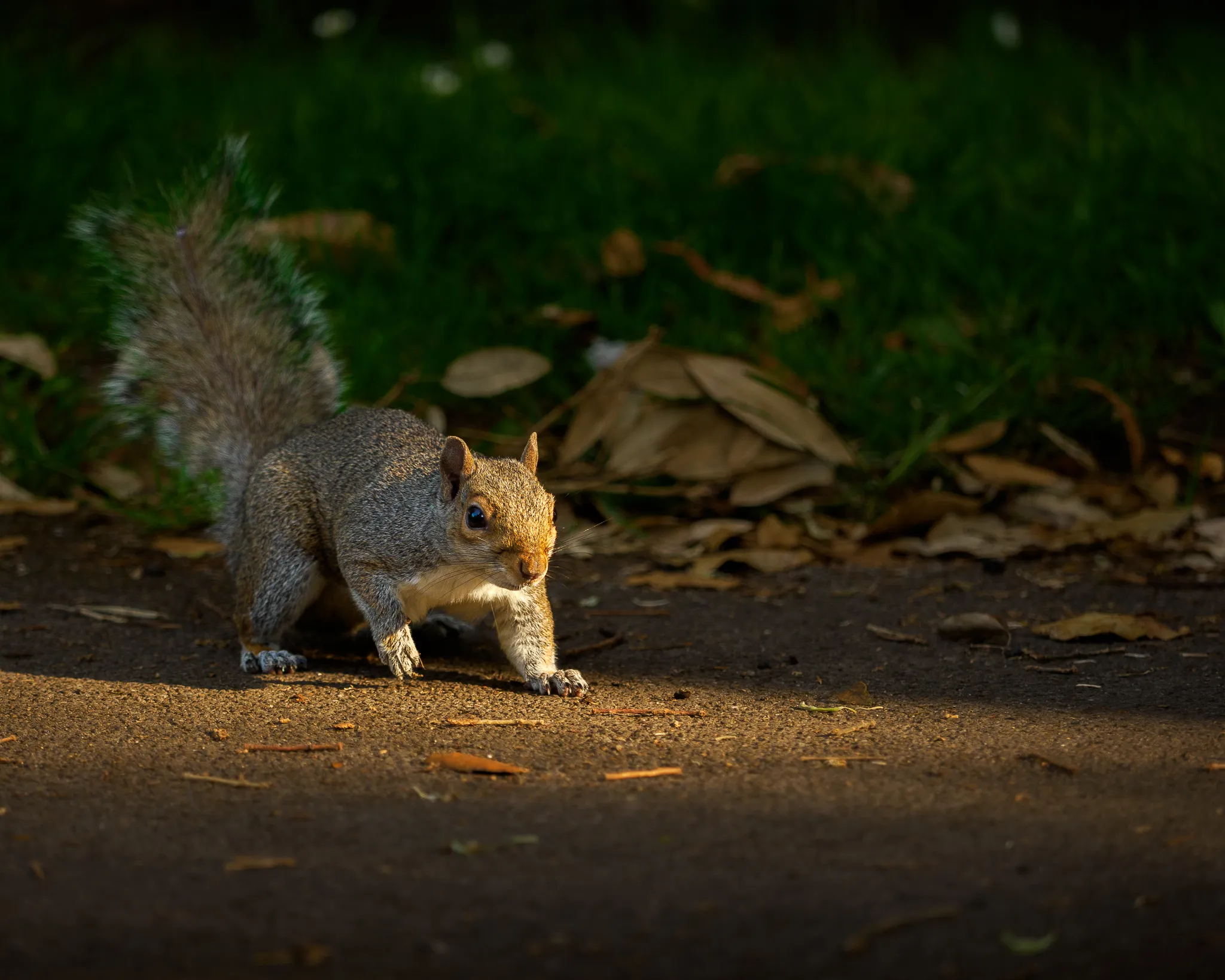 A curious squirrel stepping into the light