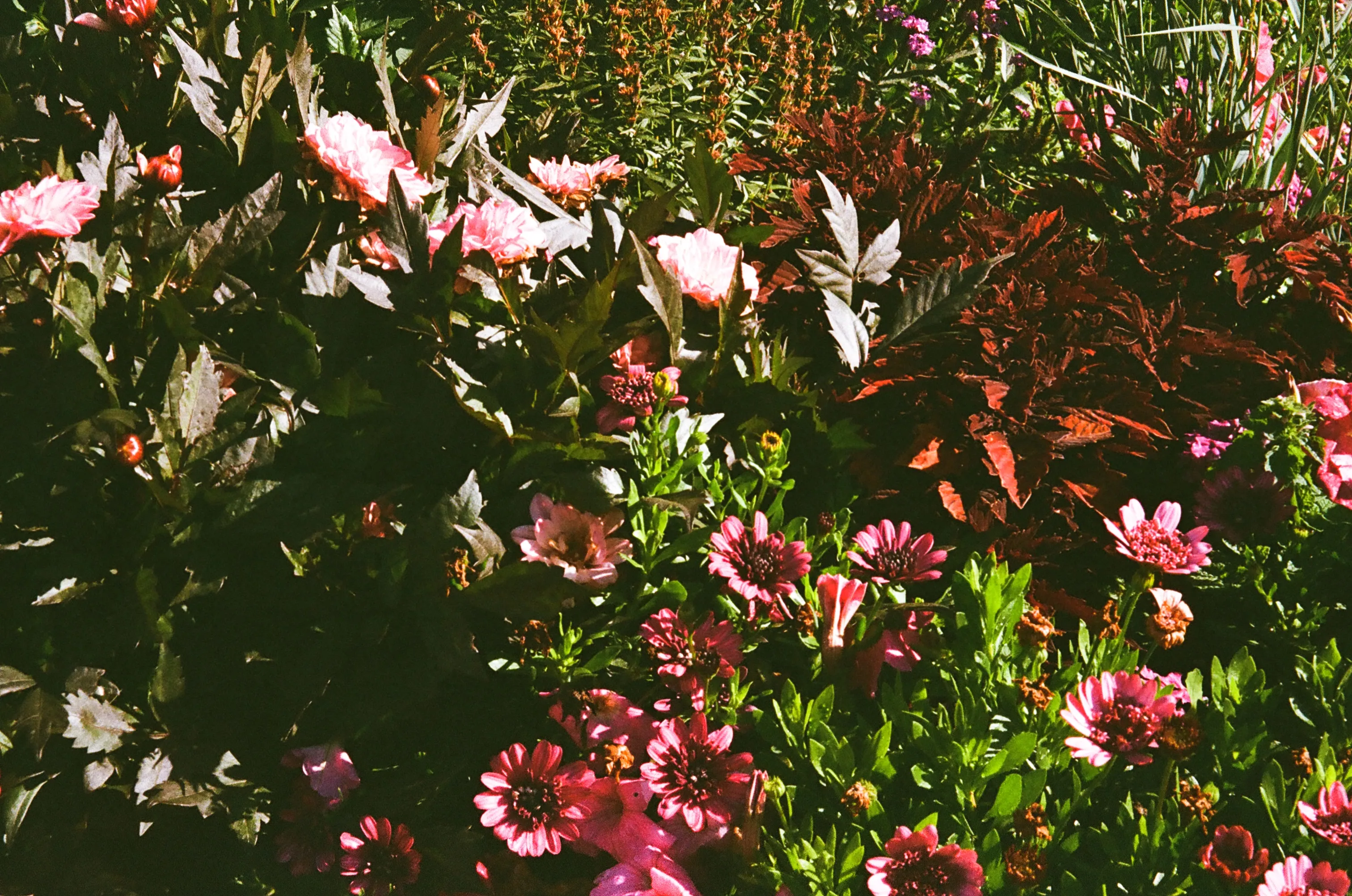 Flowers in Marrakesh