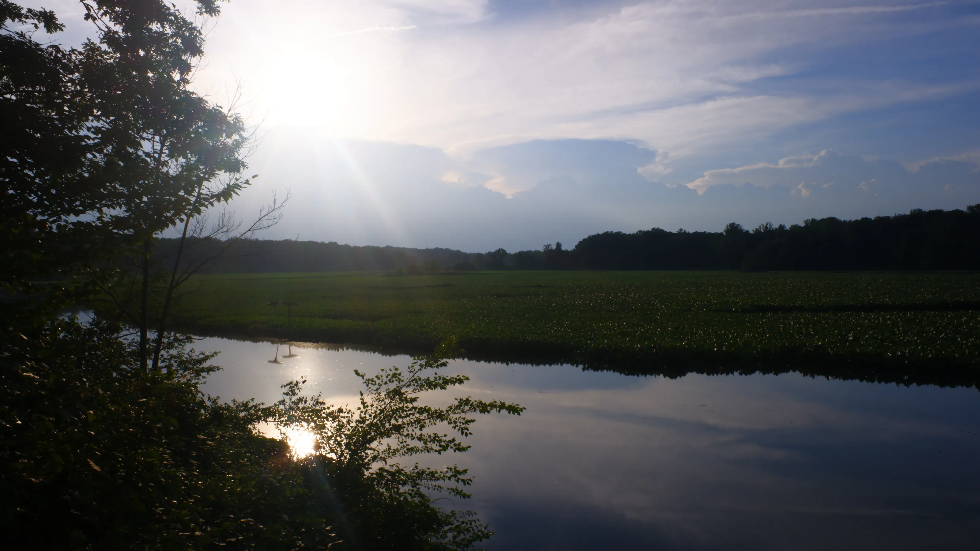 Sunny Wetlands