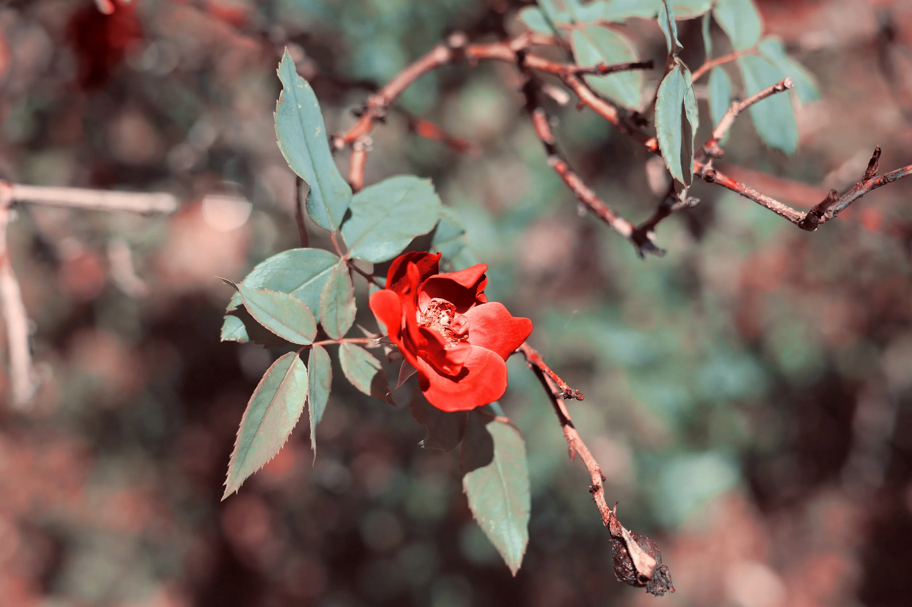 Crimson Among The Thorns