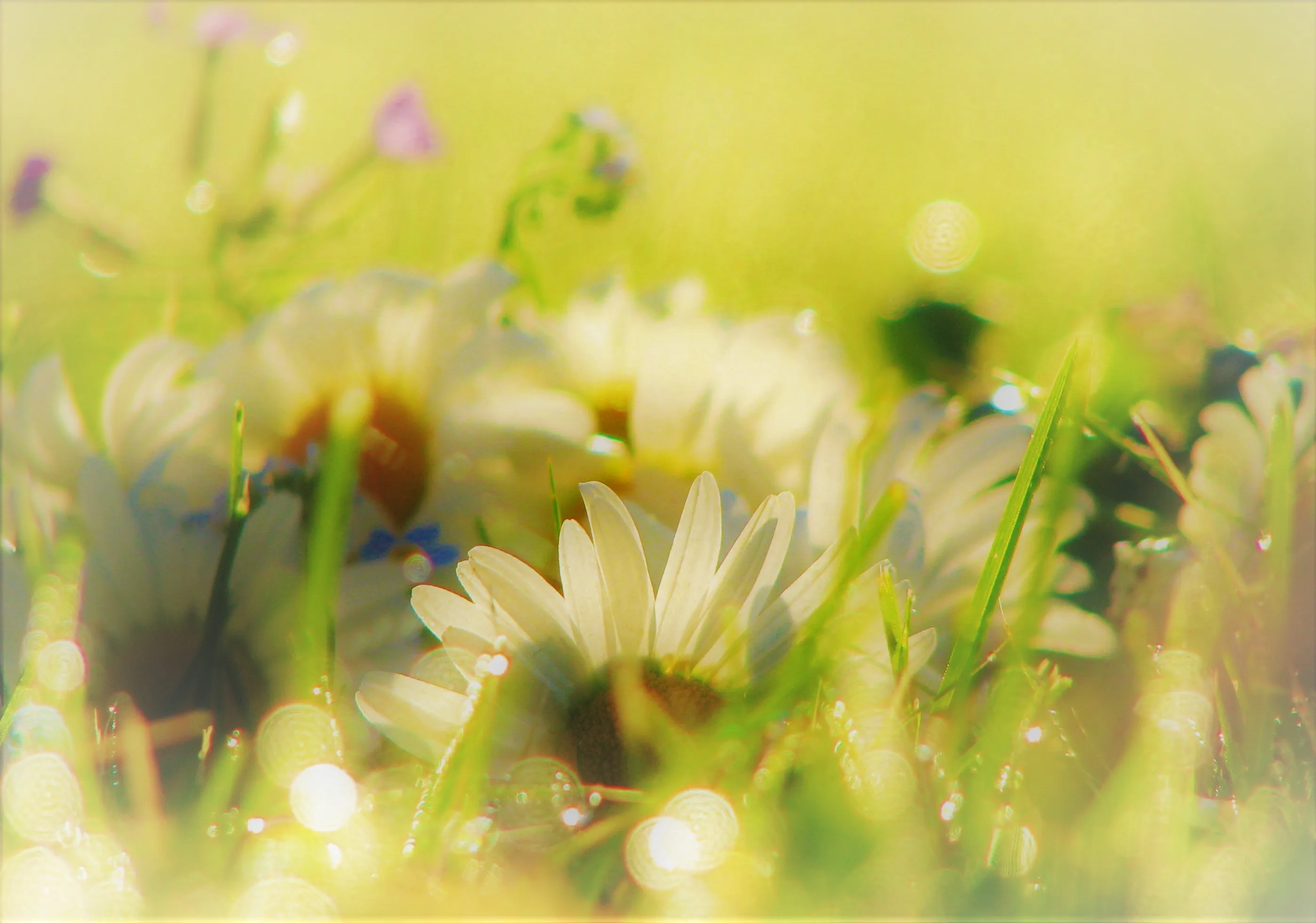 Spring