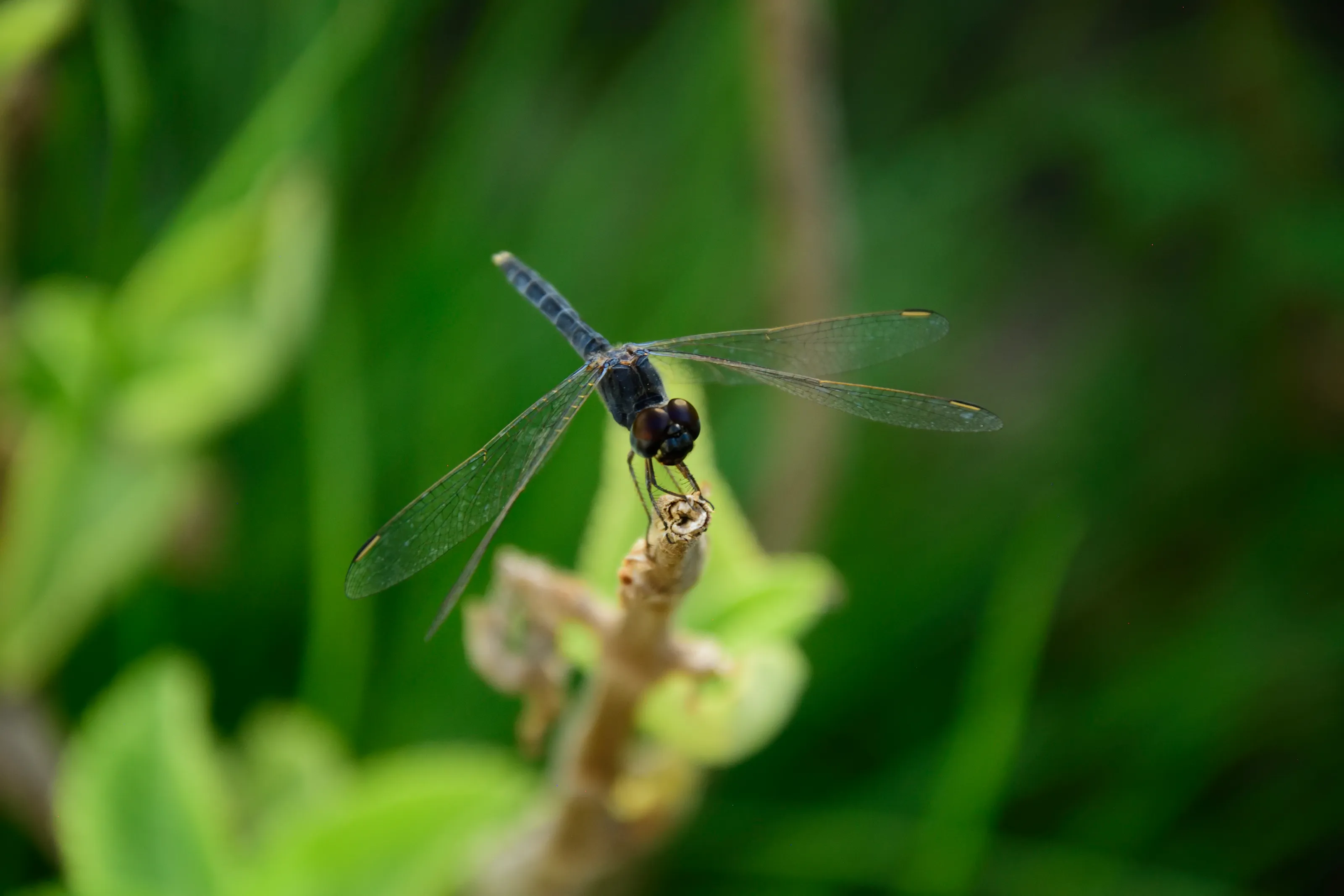 DRAGONFLY