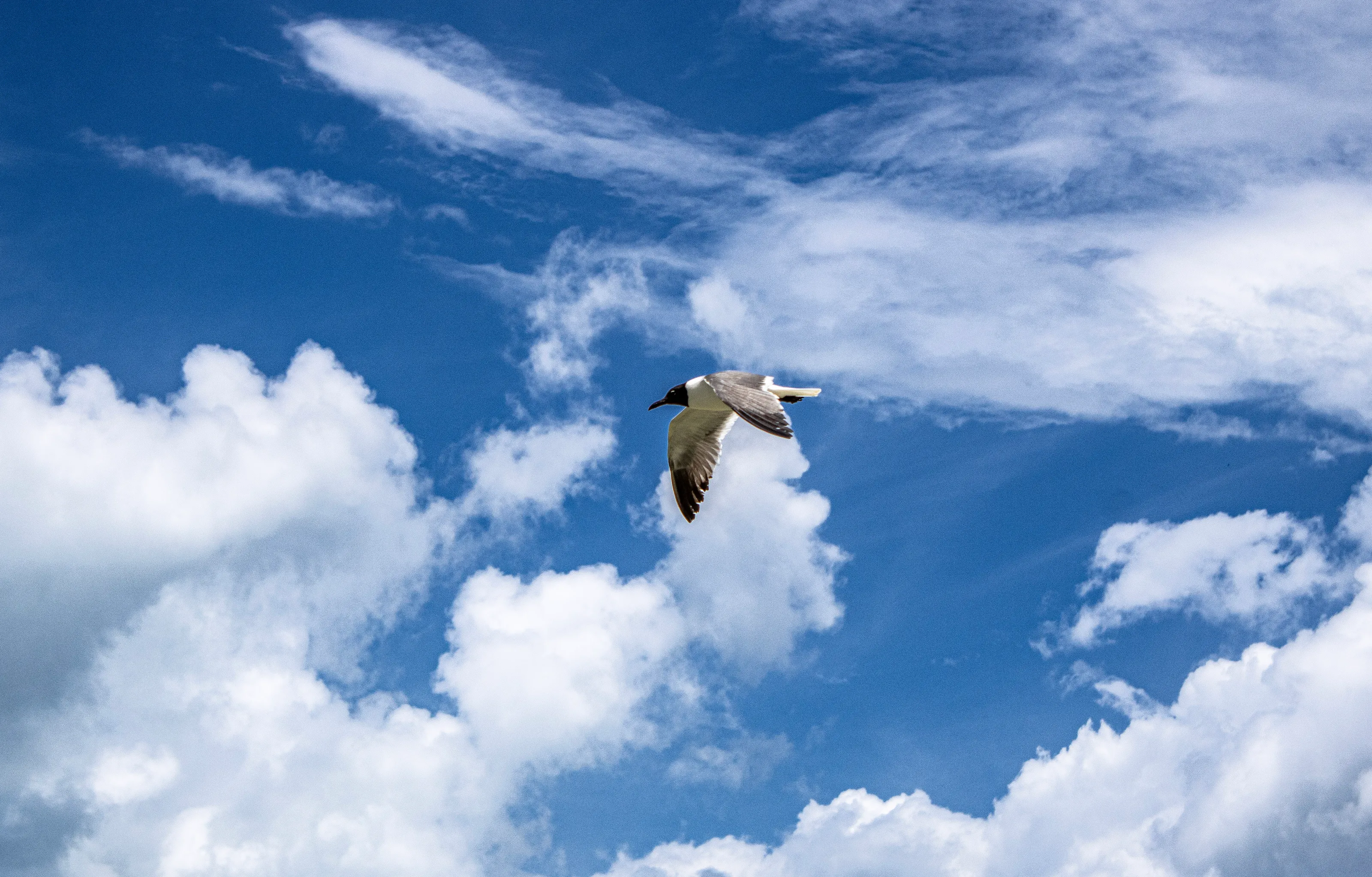 Soaring Over the Bay