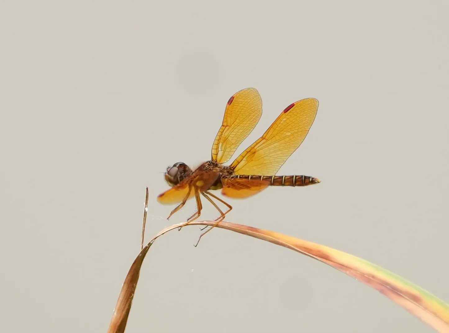 Amber
