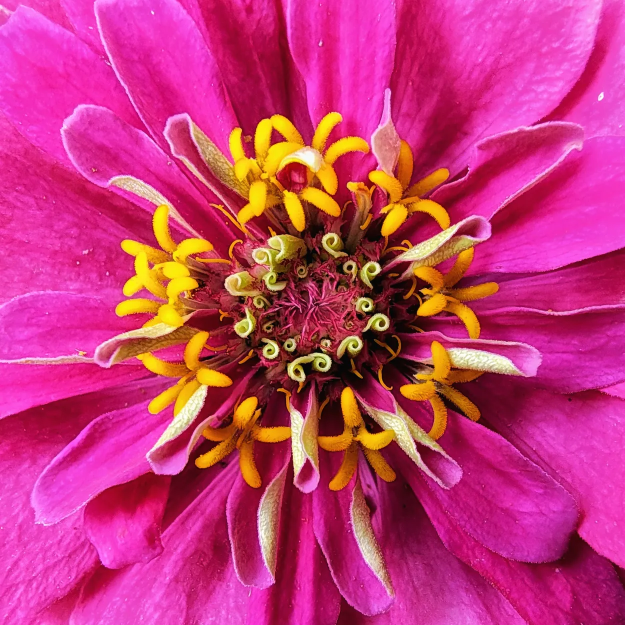 Pink Zinnia
