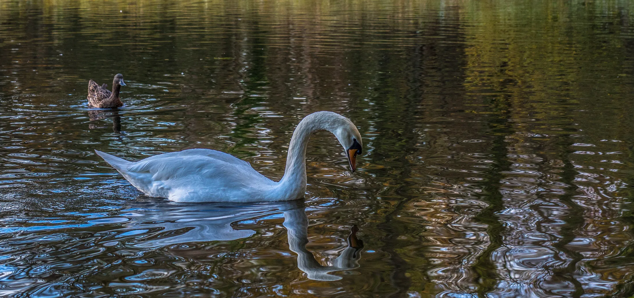 Elegant and mute