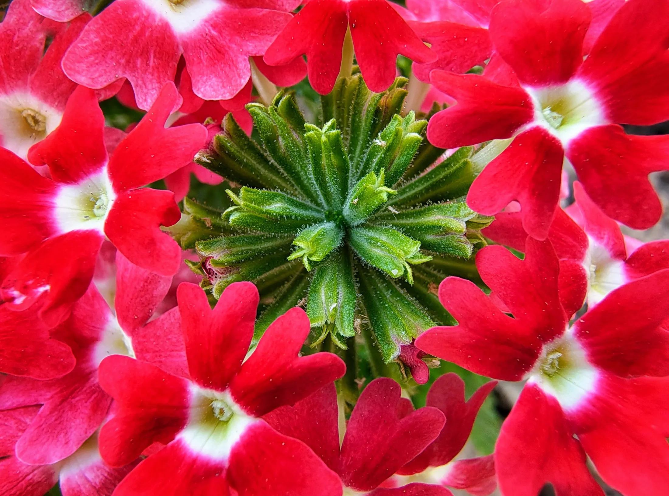 Center of the Flower