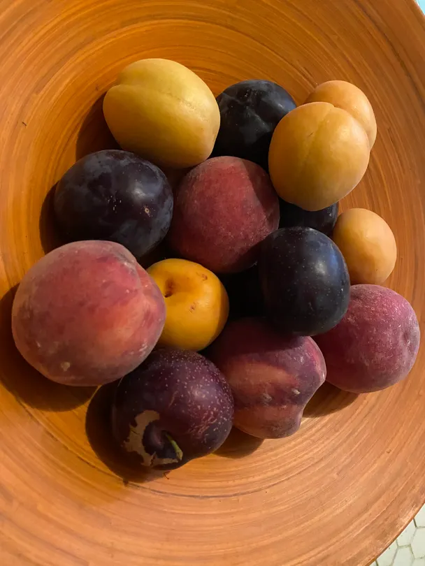 Bowl of Fruit
