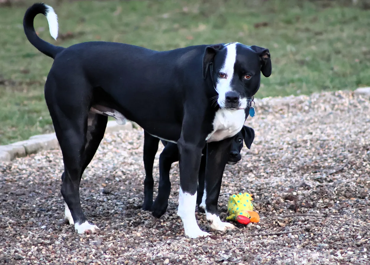 RIPLEY AND COOPER