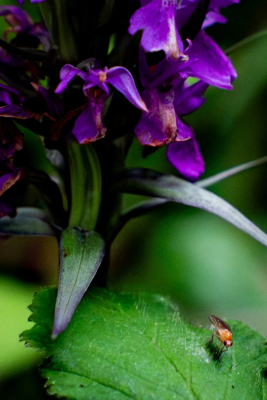 Tiny Visitor on a Purple Orchid
