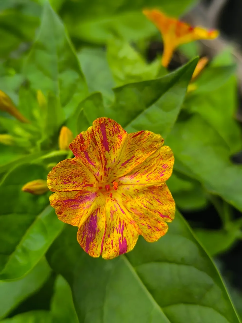 Yellow flower with shades of pink in midst of greenery