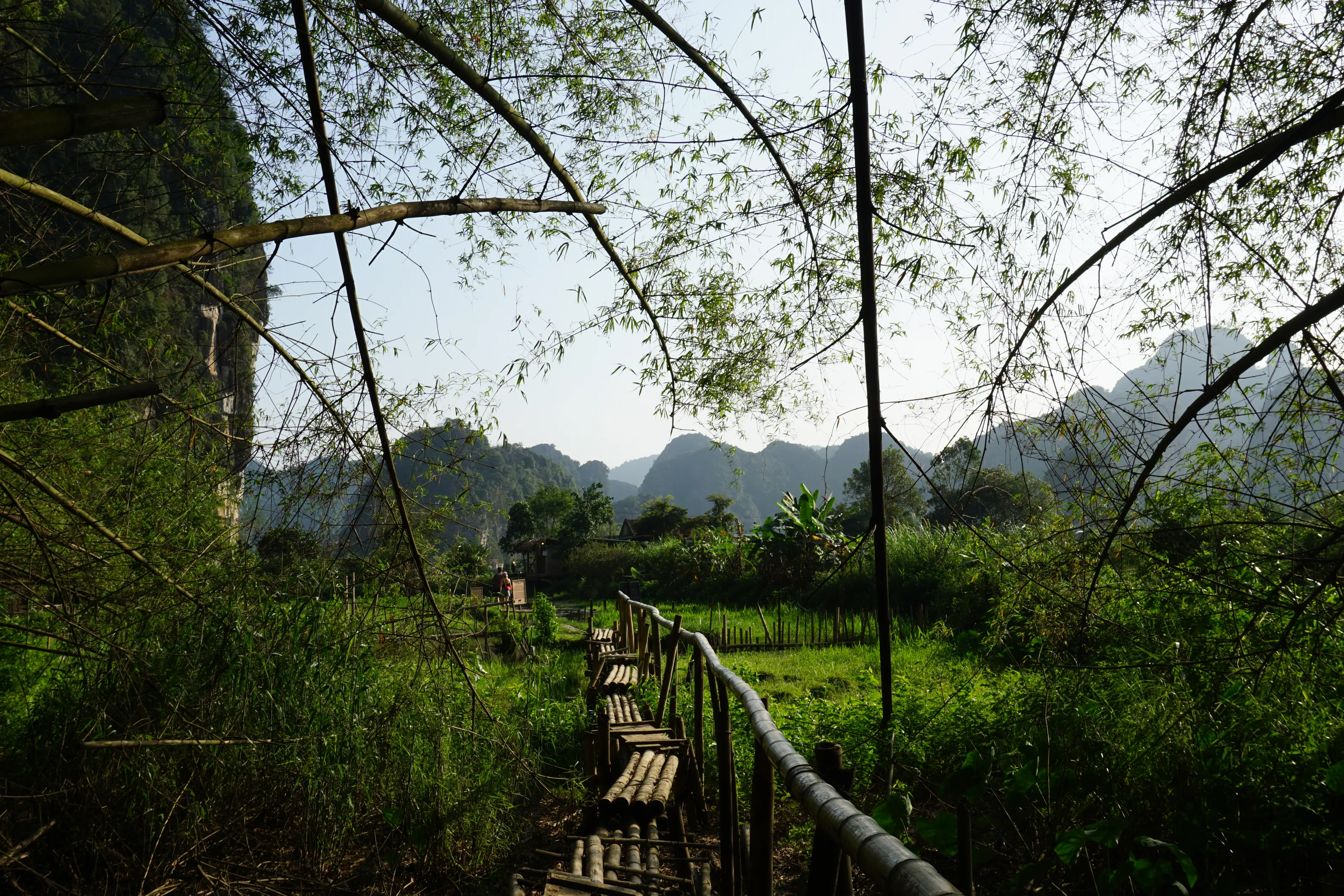 Through the bamboo canopy