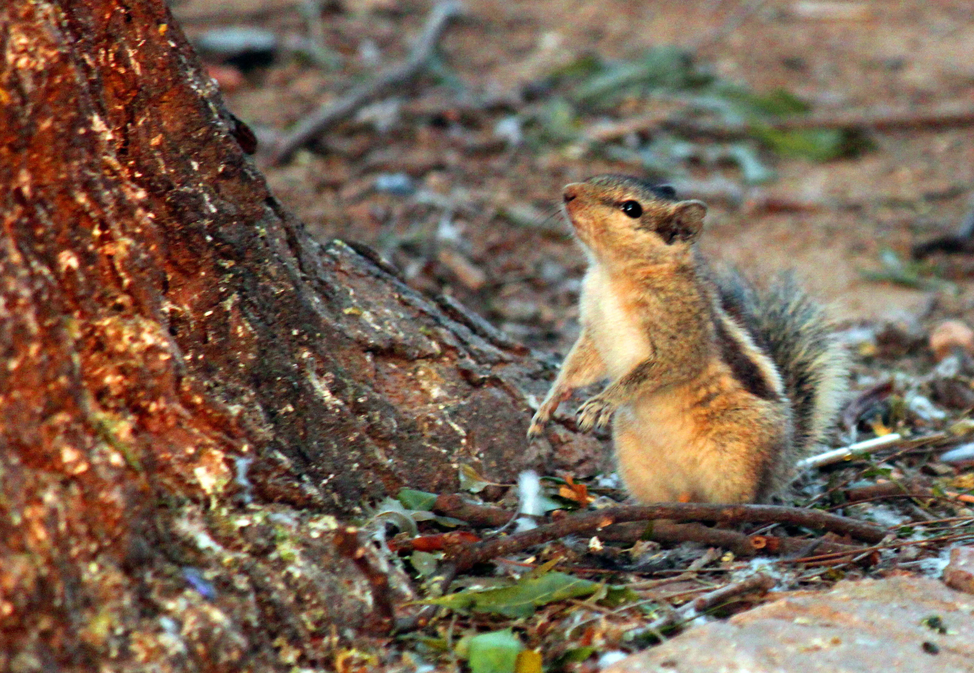 Squirrel looking for food