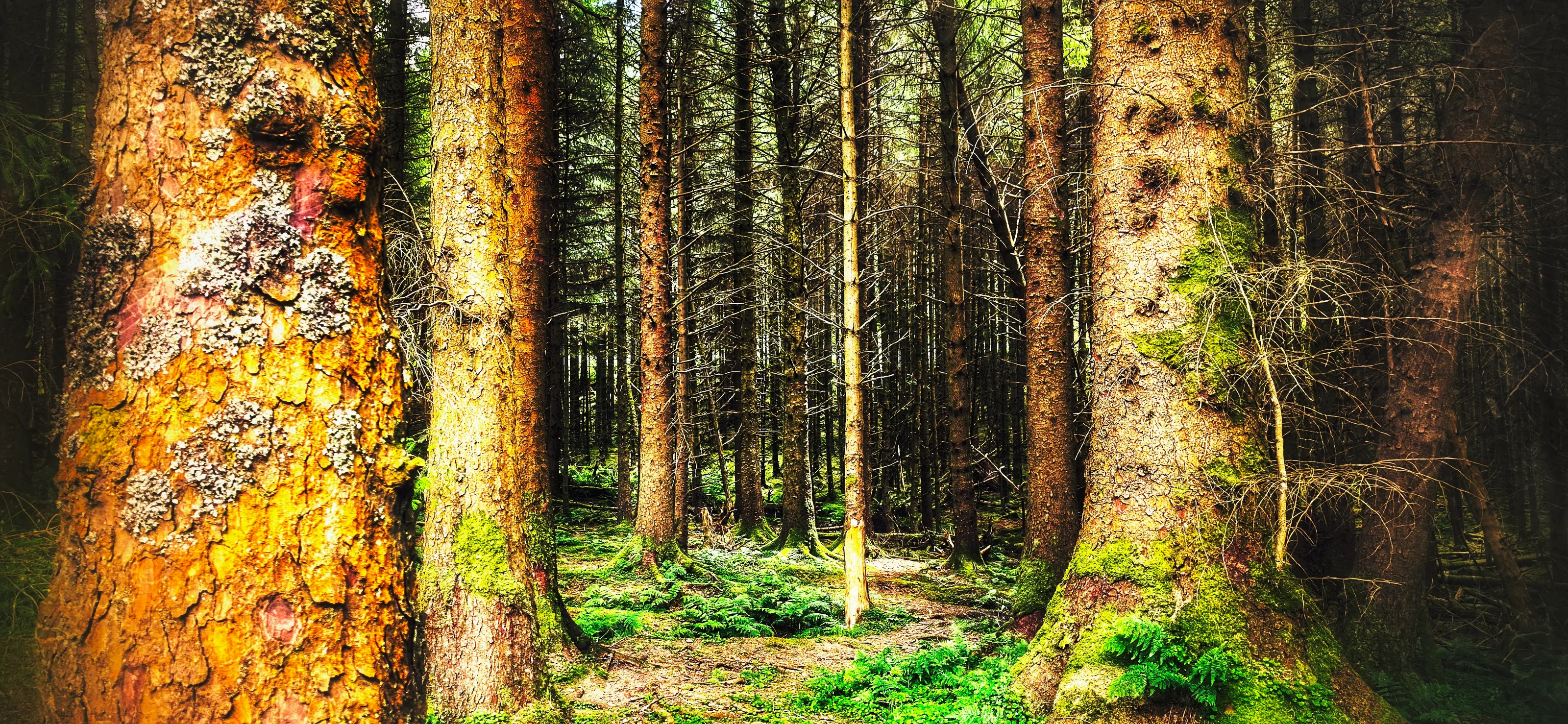Forests and Woodland