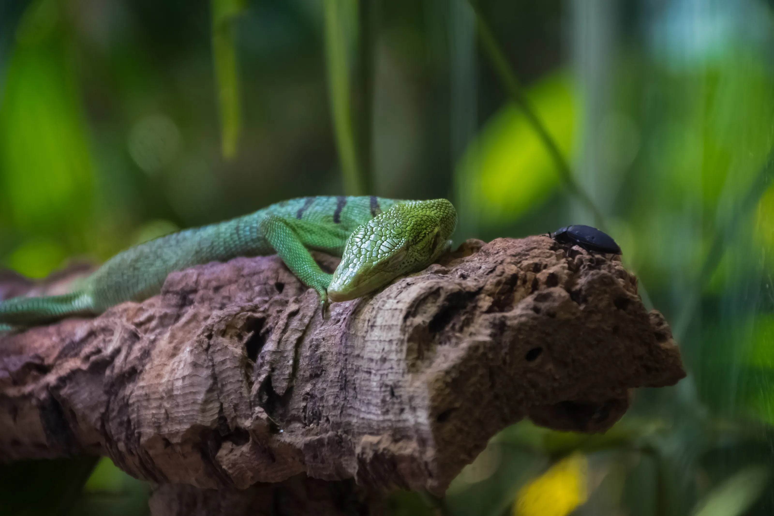 Lizard and Bug