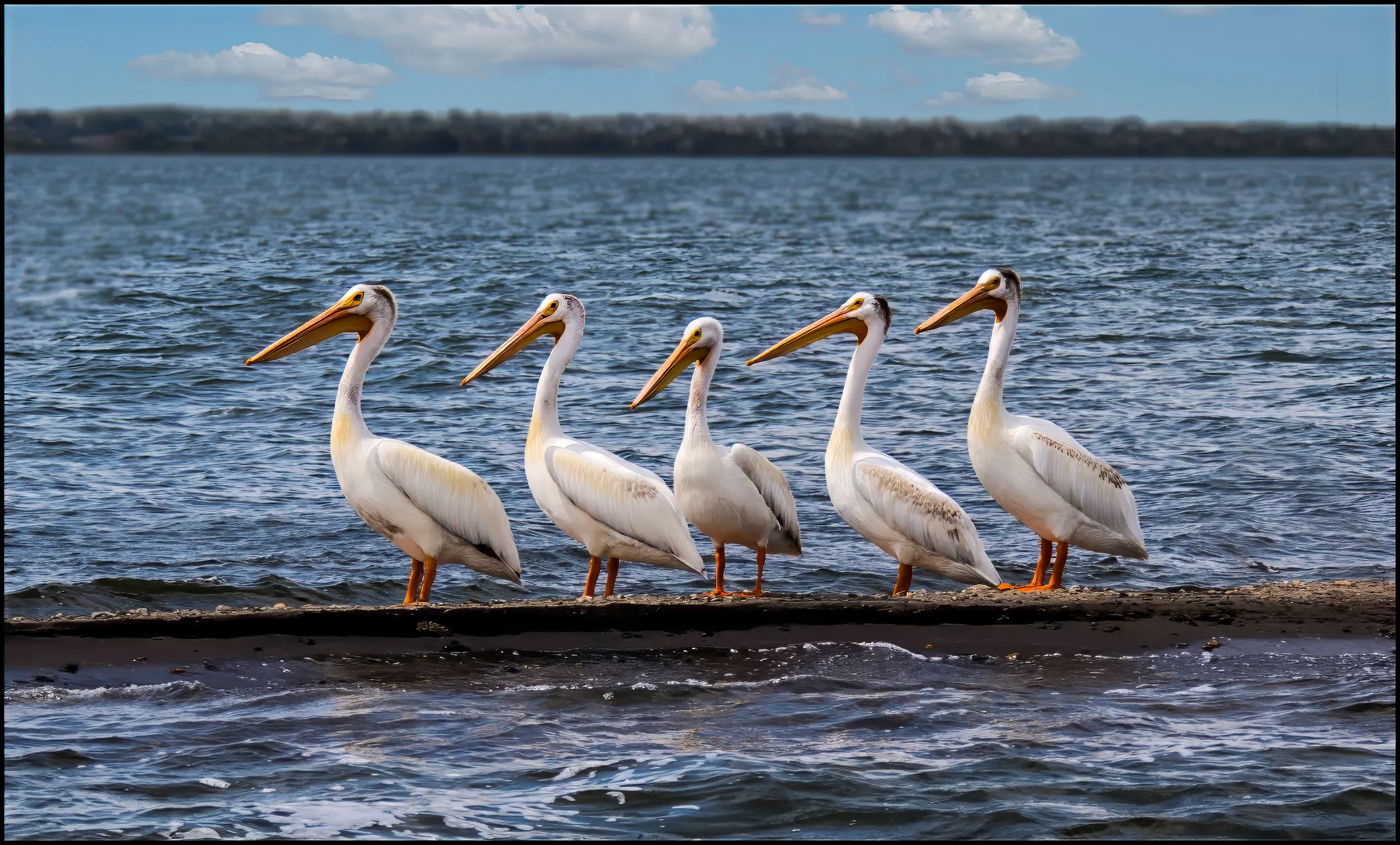 Big‑Beaked Birds