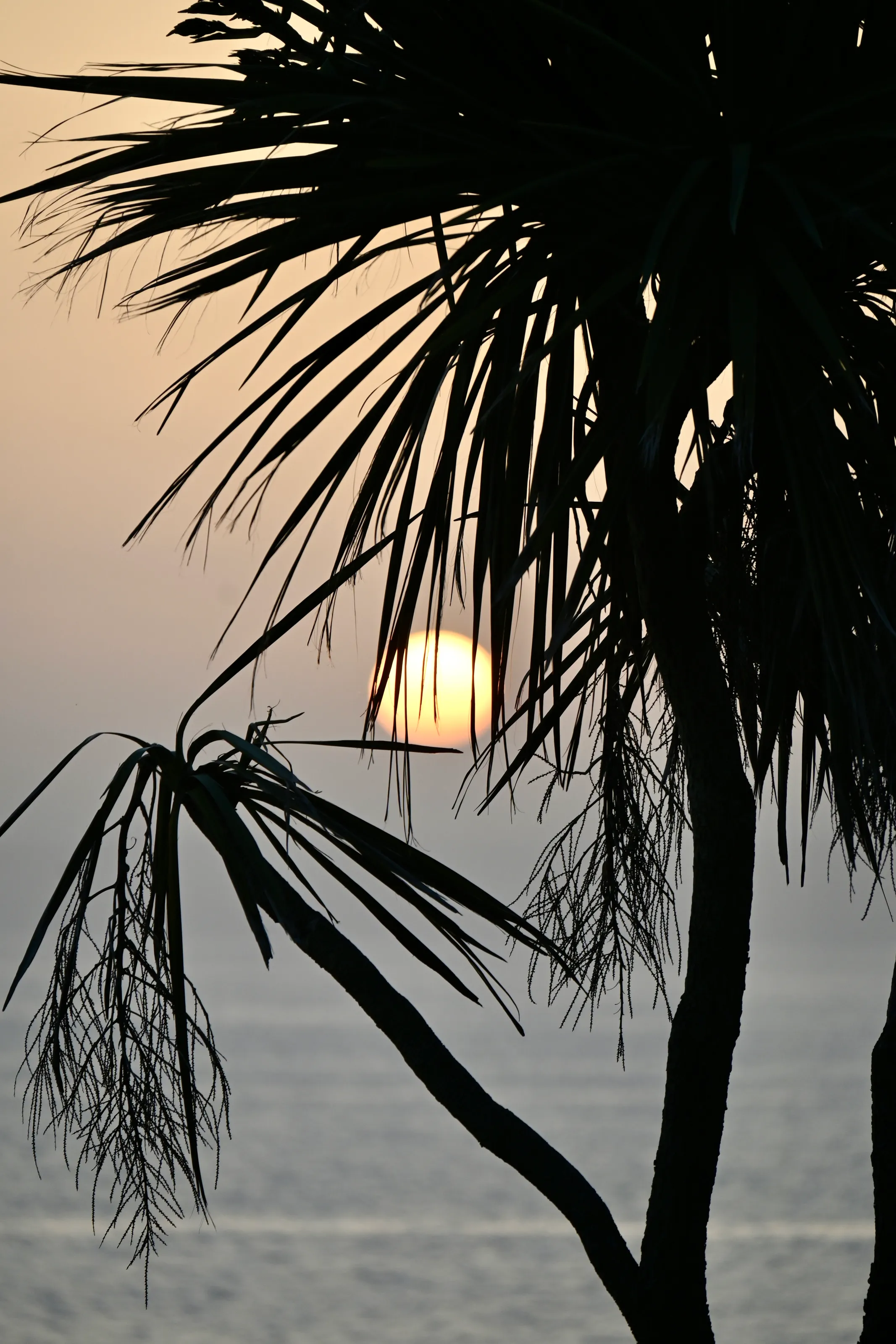 Sunset or Sunrise Behind Trees