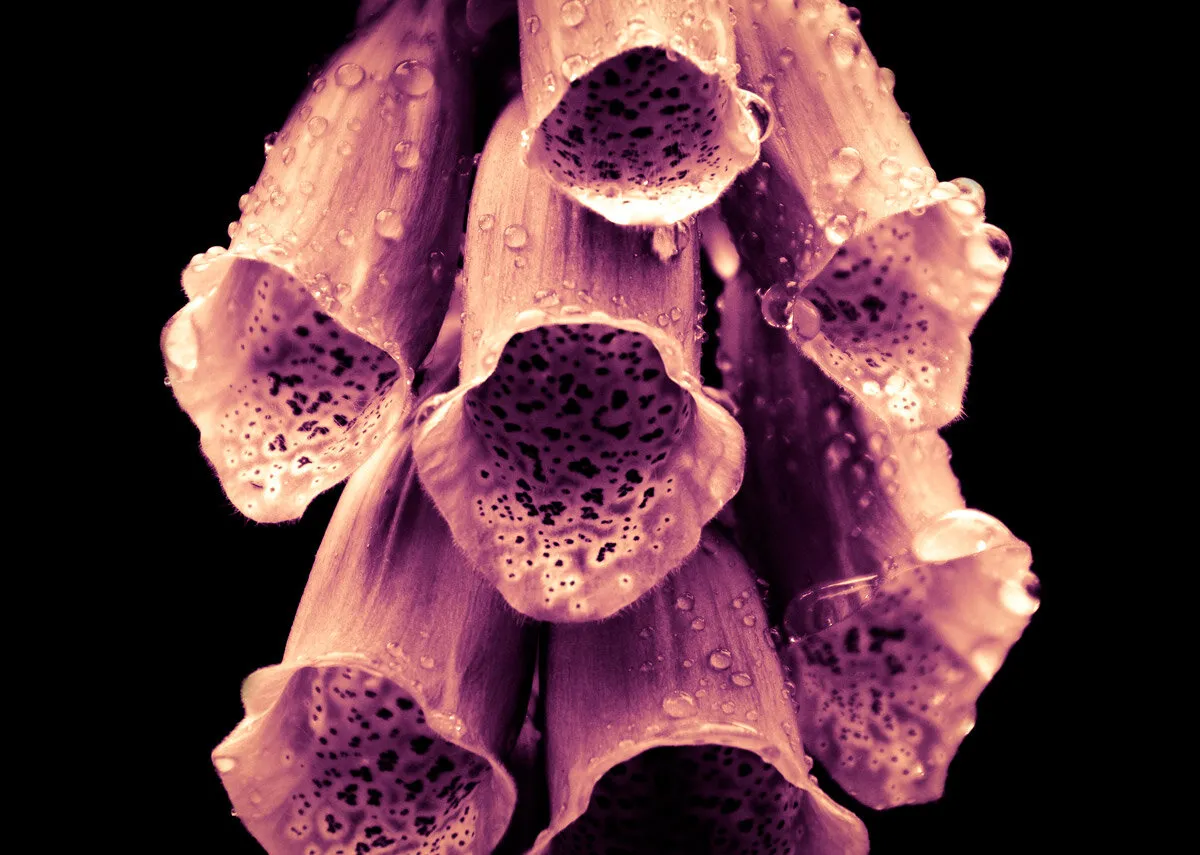 The Foxglove