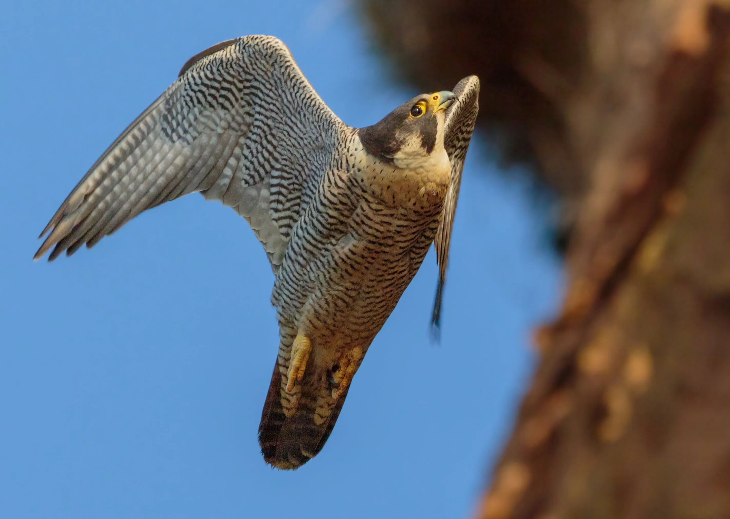 Peregrine Falcon