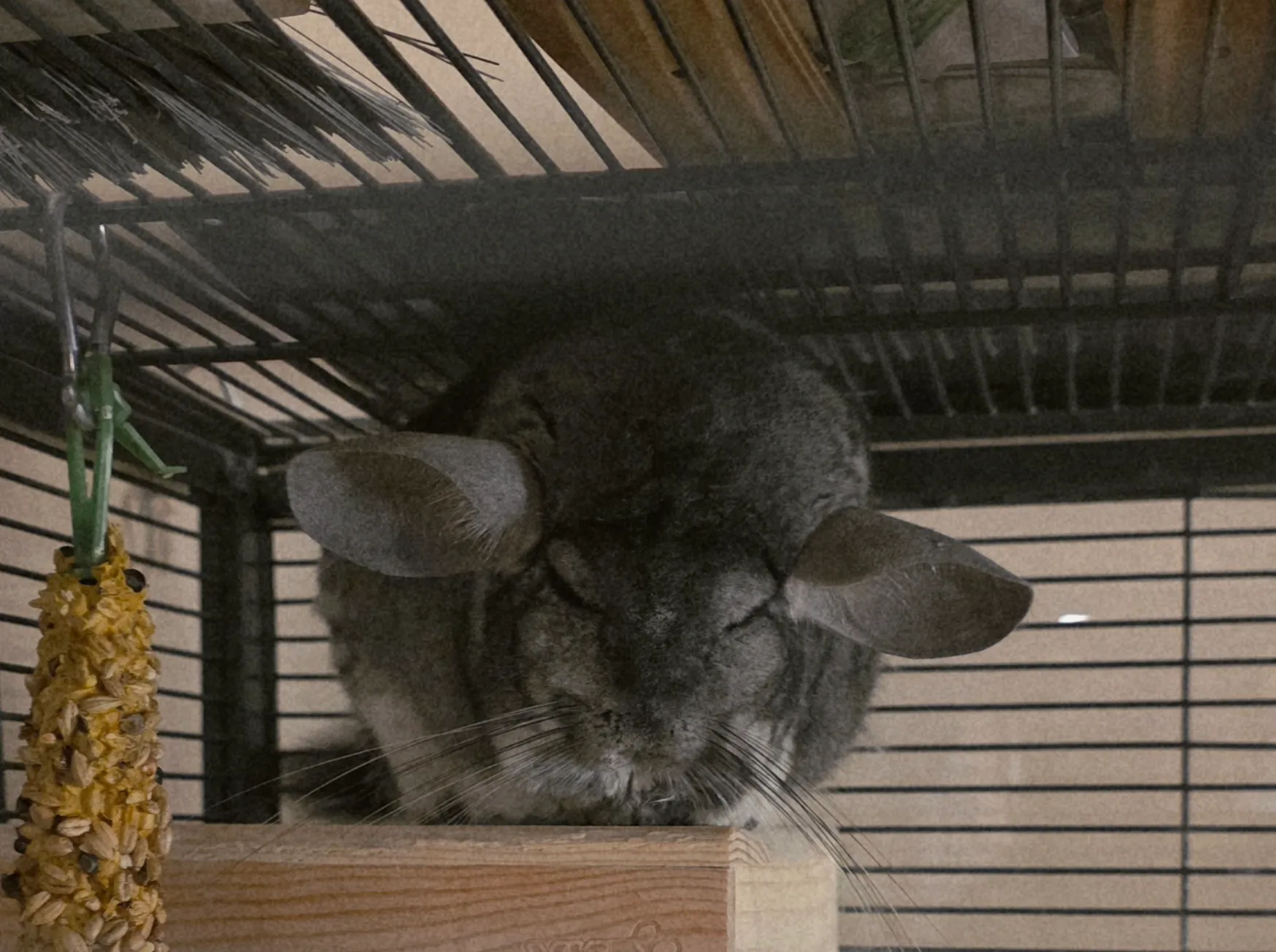Pets that Eat Hay (in colour)