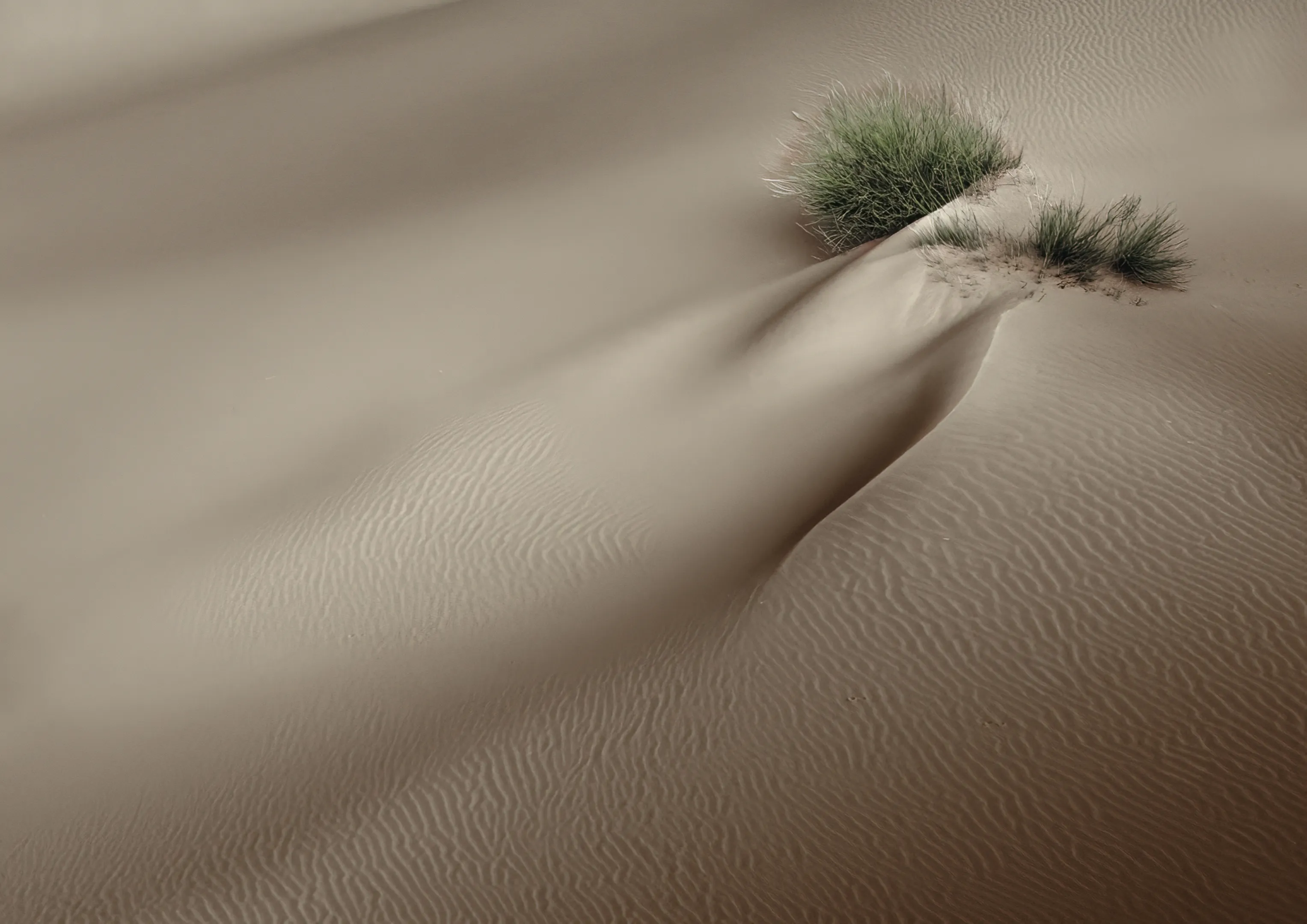Desert grasses