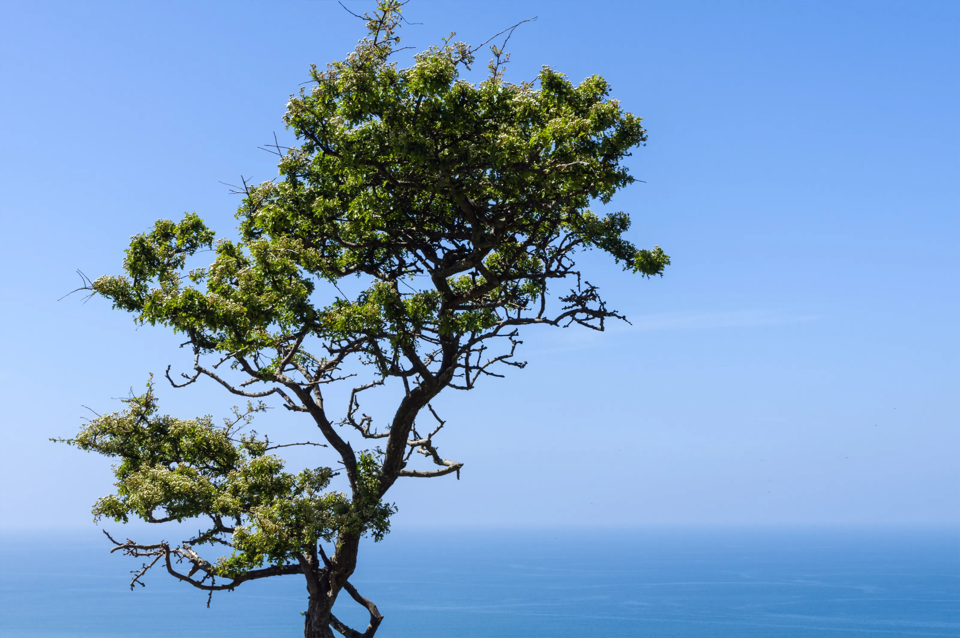 Single Tree against Blue Sky and Sea