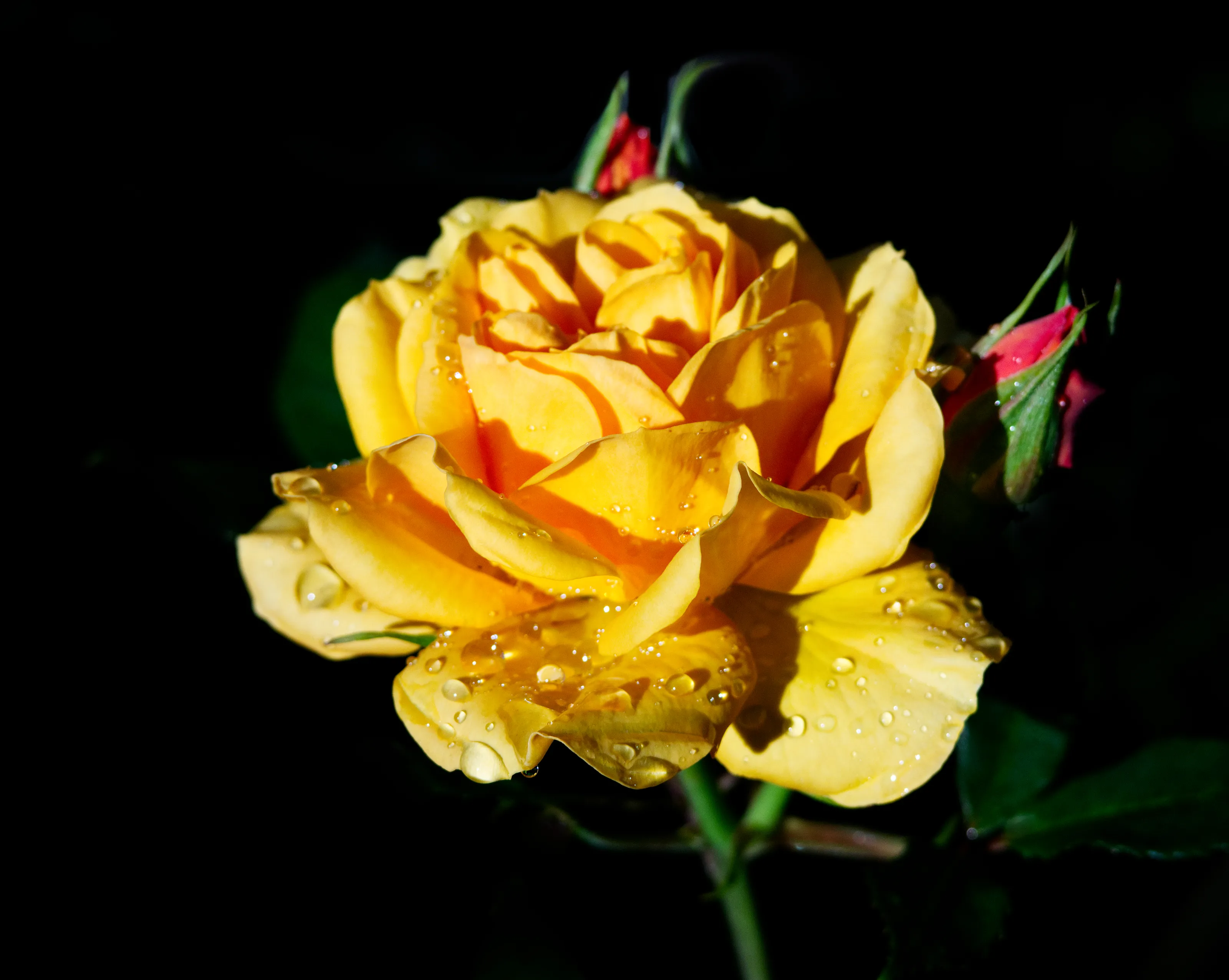 The Colour Yellow