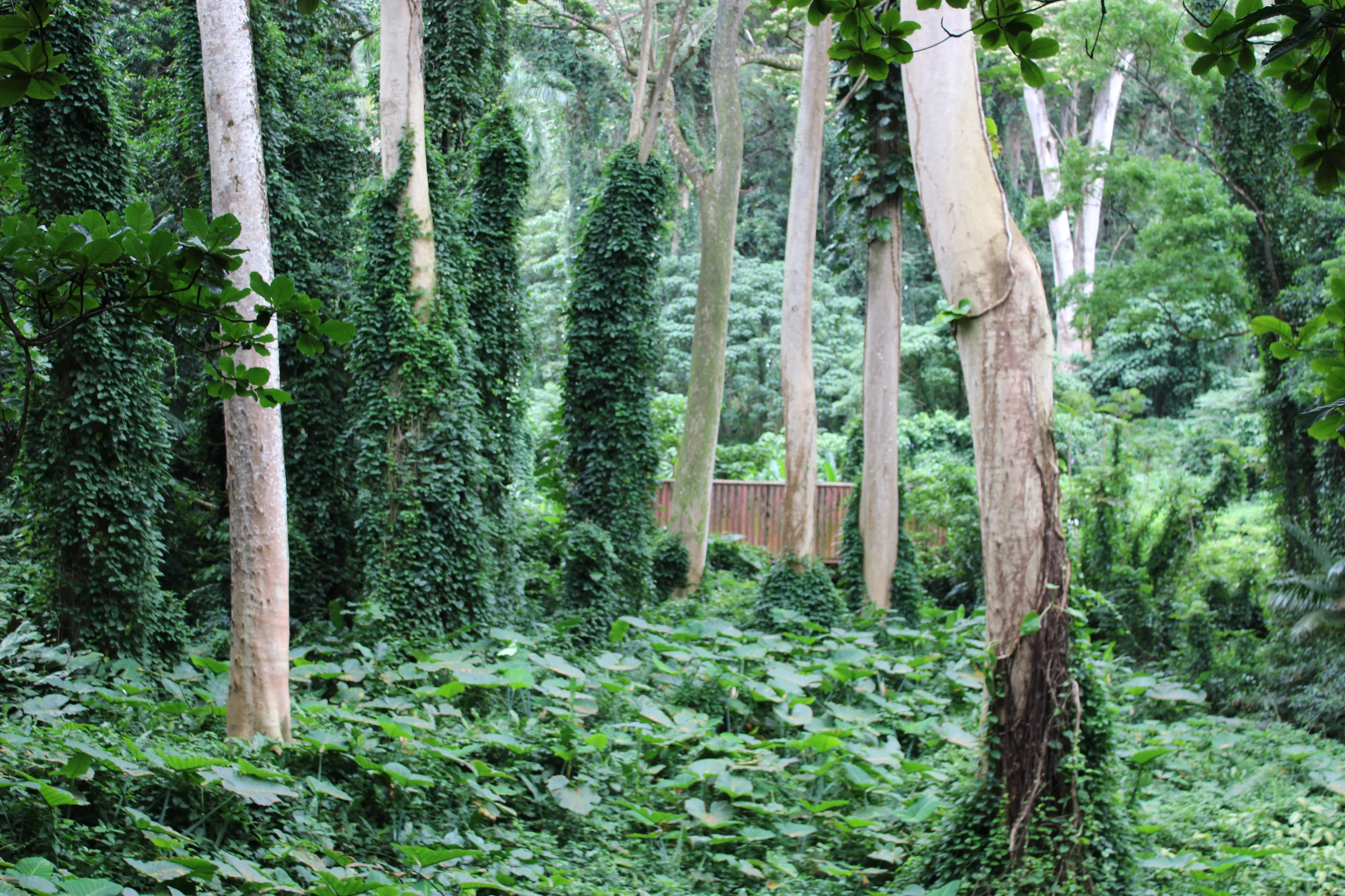 Forest of Manoa Falls