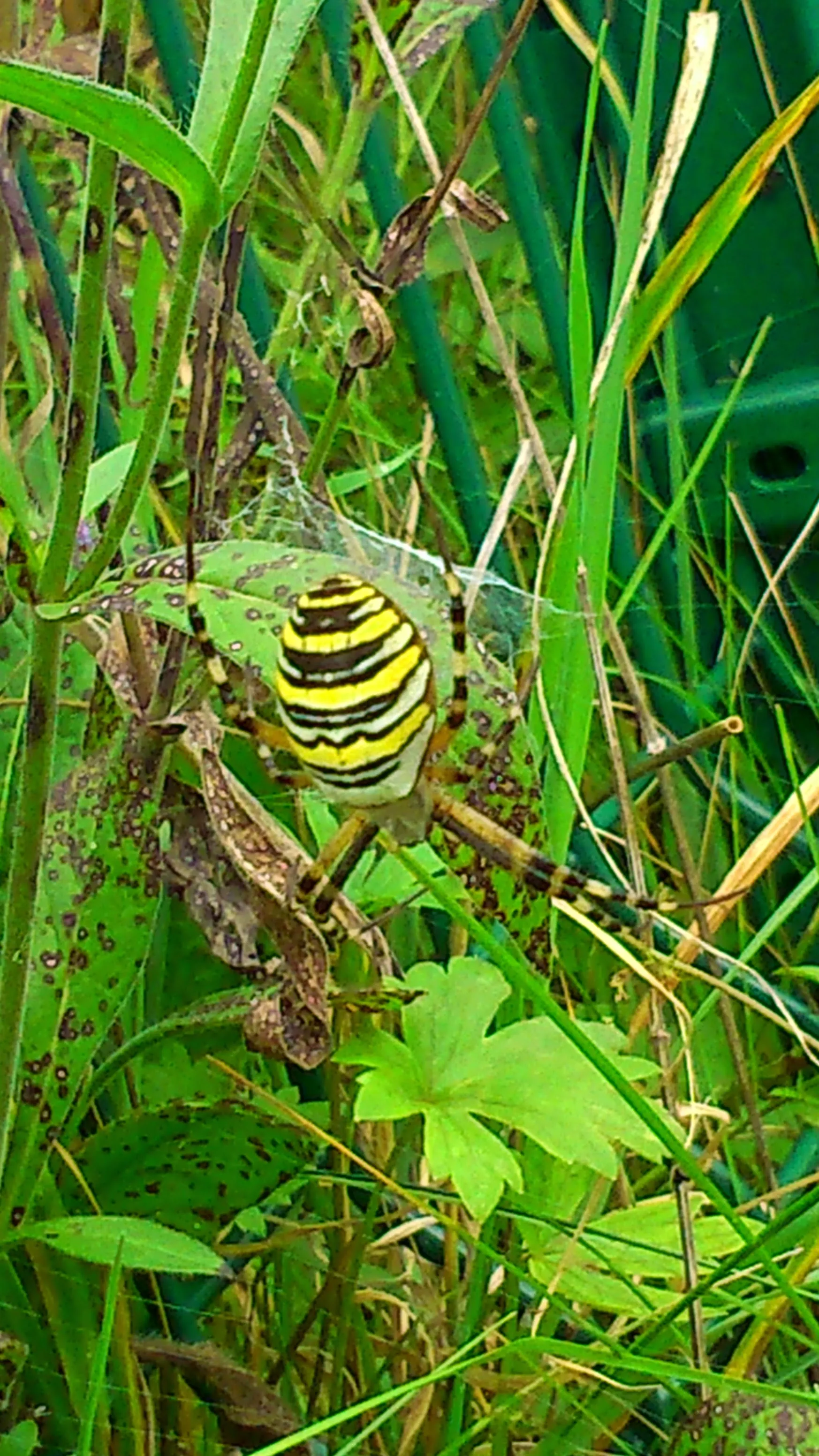 The female wasp spider