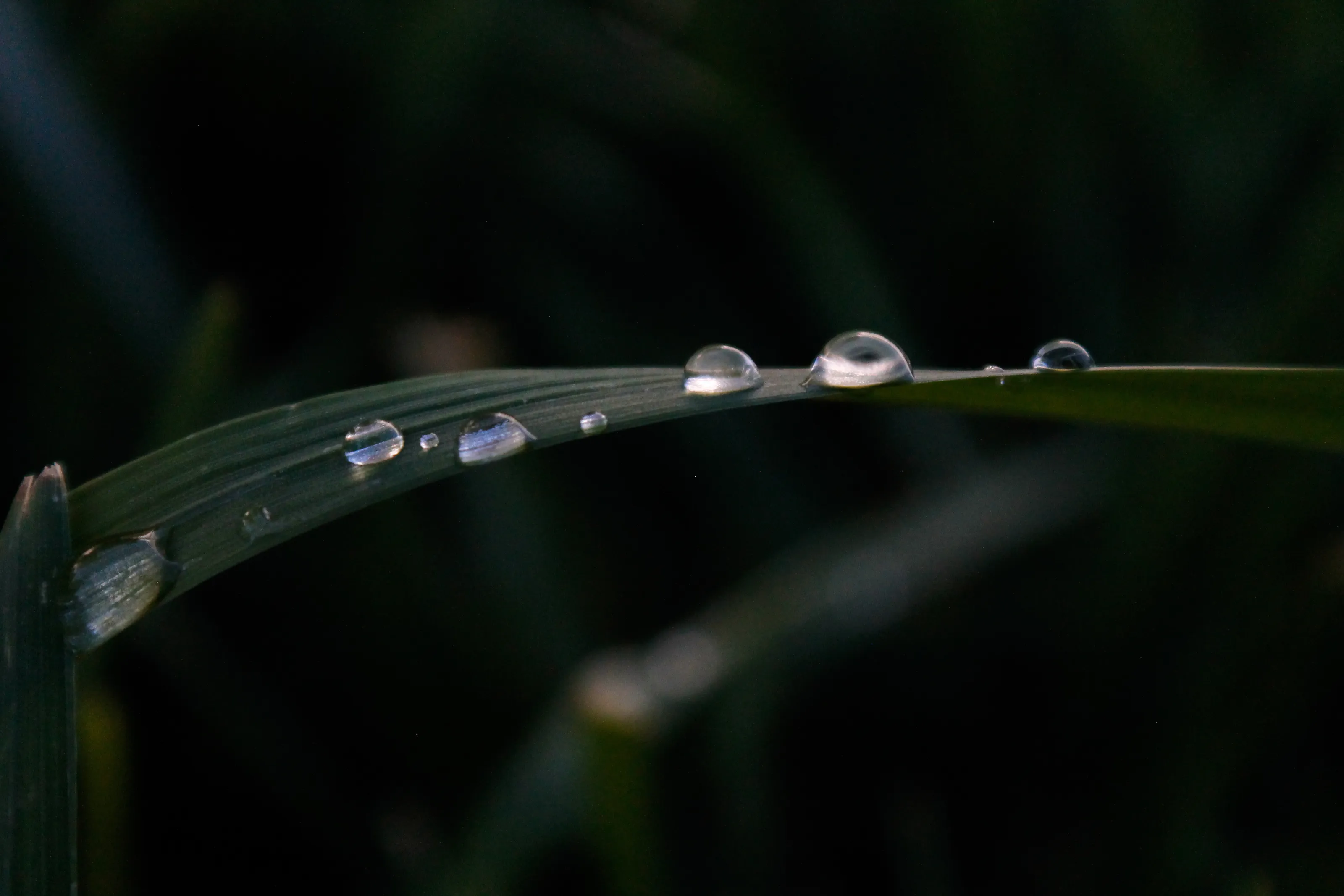 🌱💦