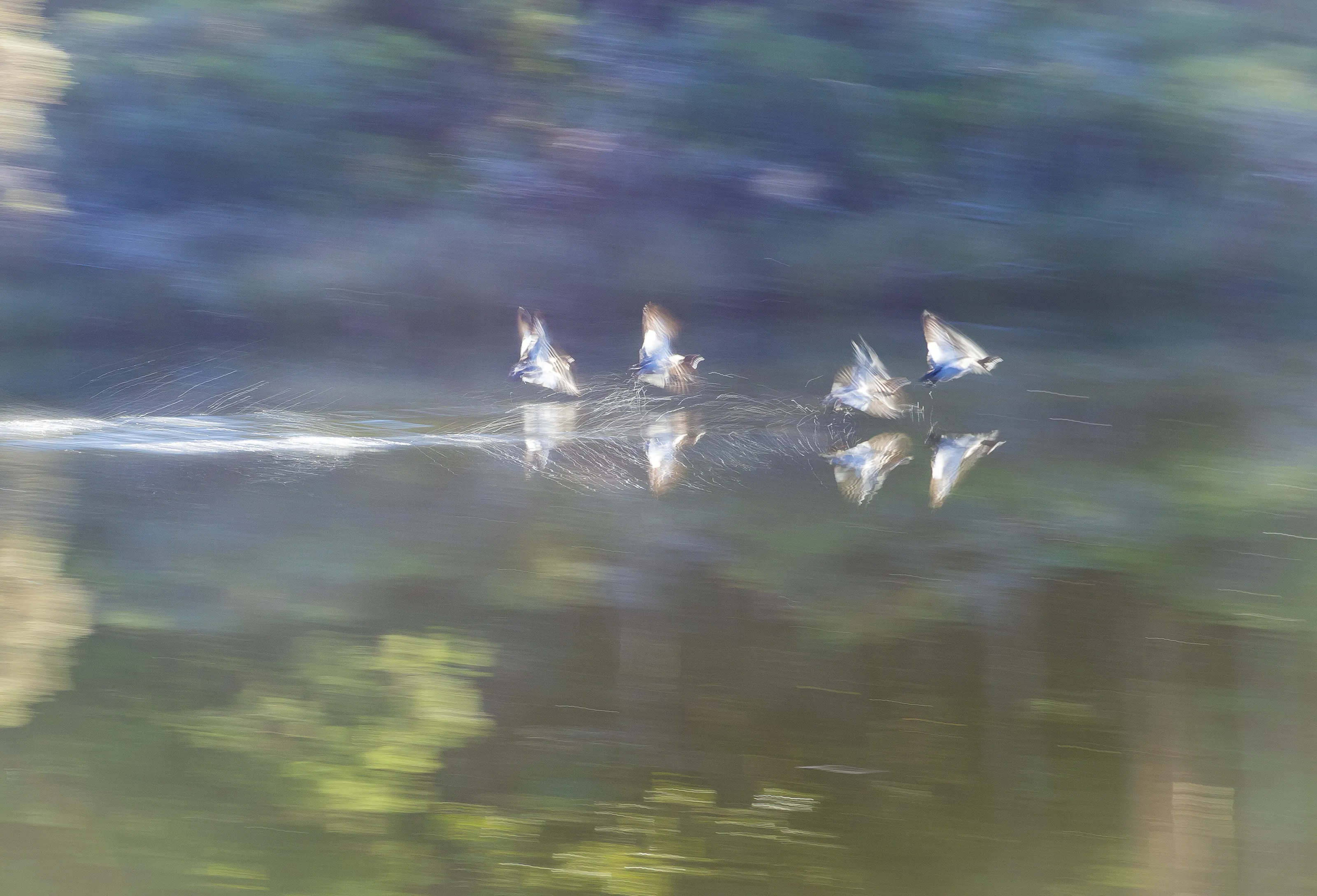 Ducks in flight
