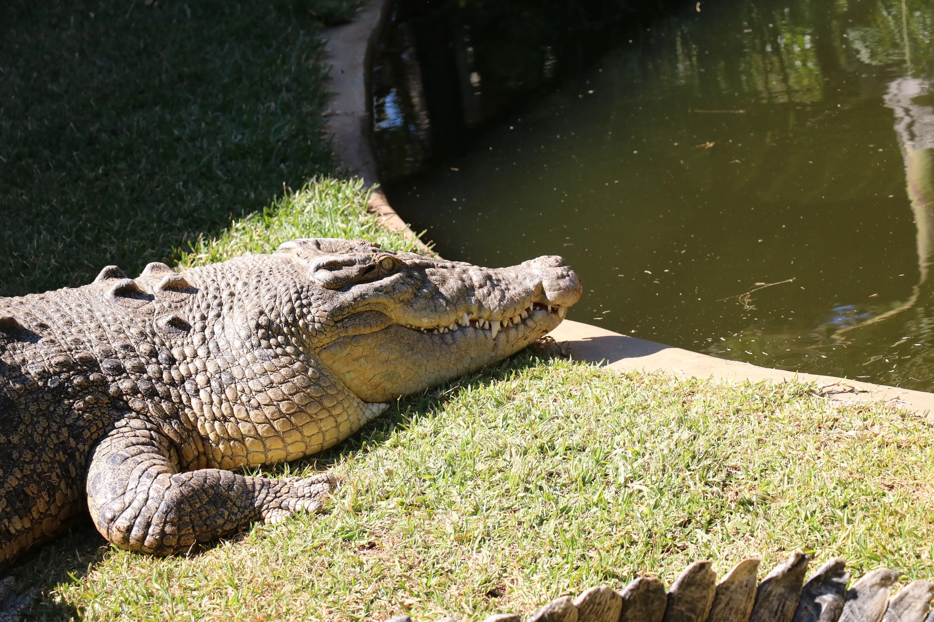 Crocodile