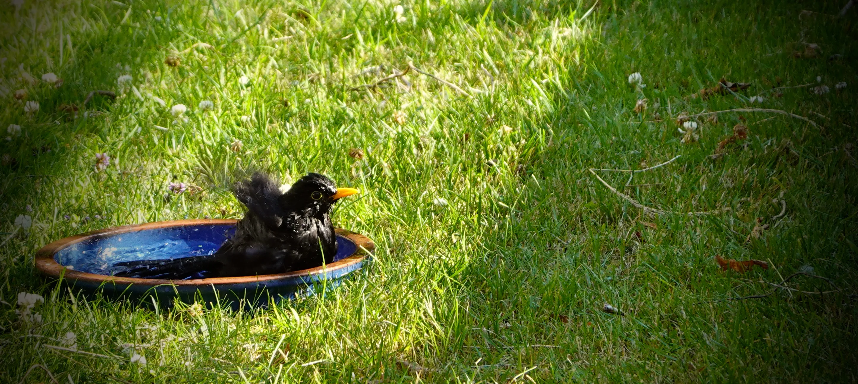 Birds in Man-Made Bird Baths (in colour)