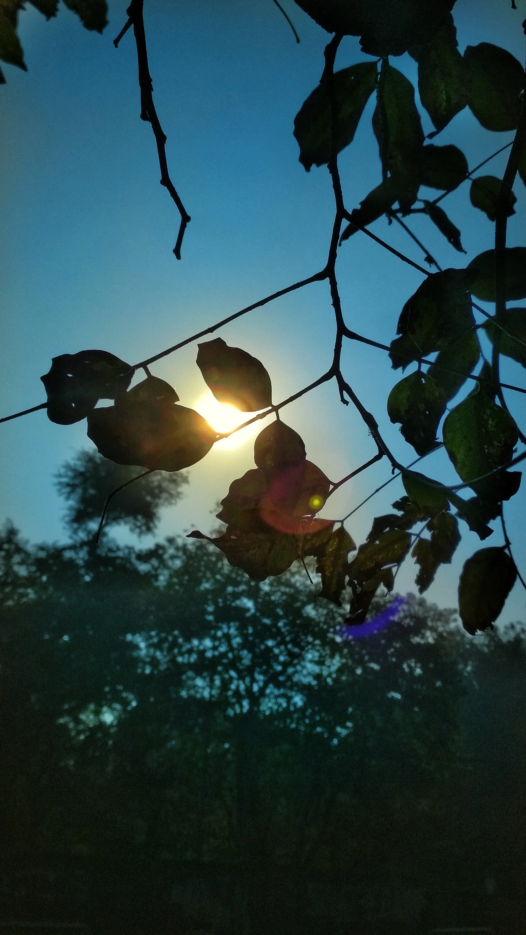Withered Green