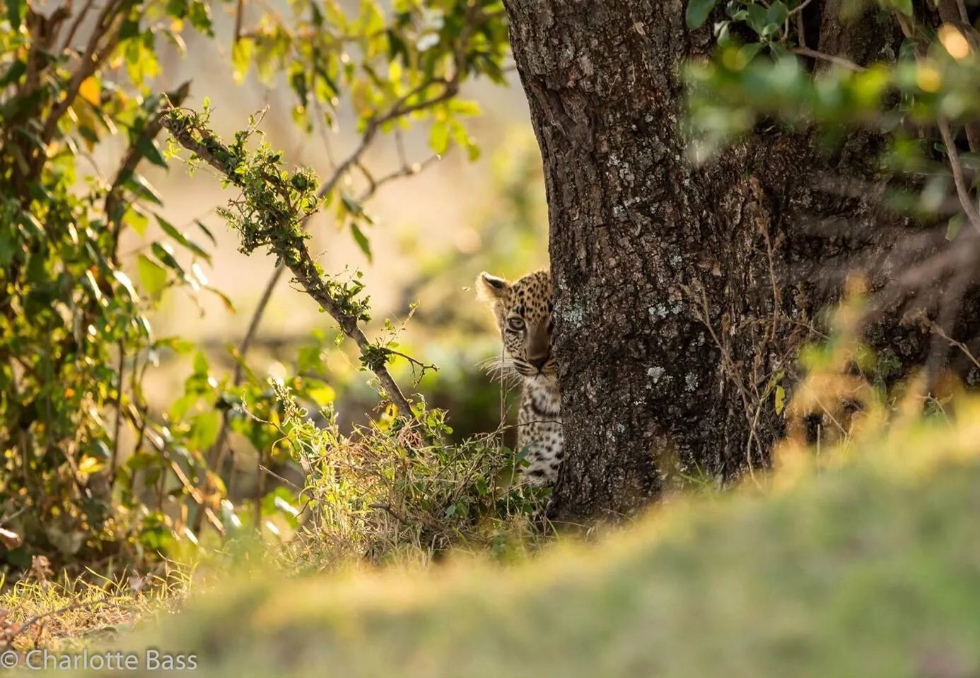 Peek-a-boo