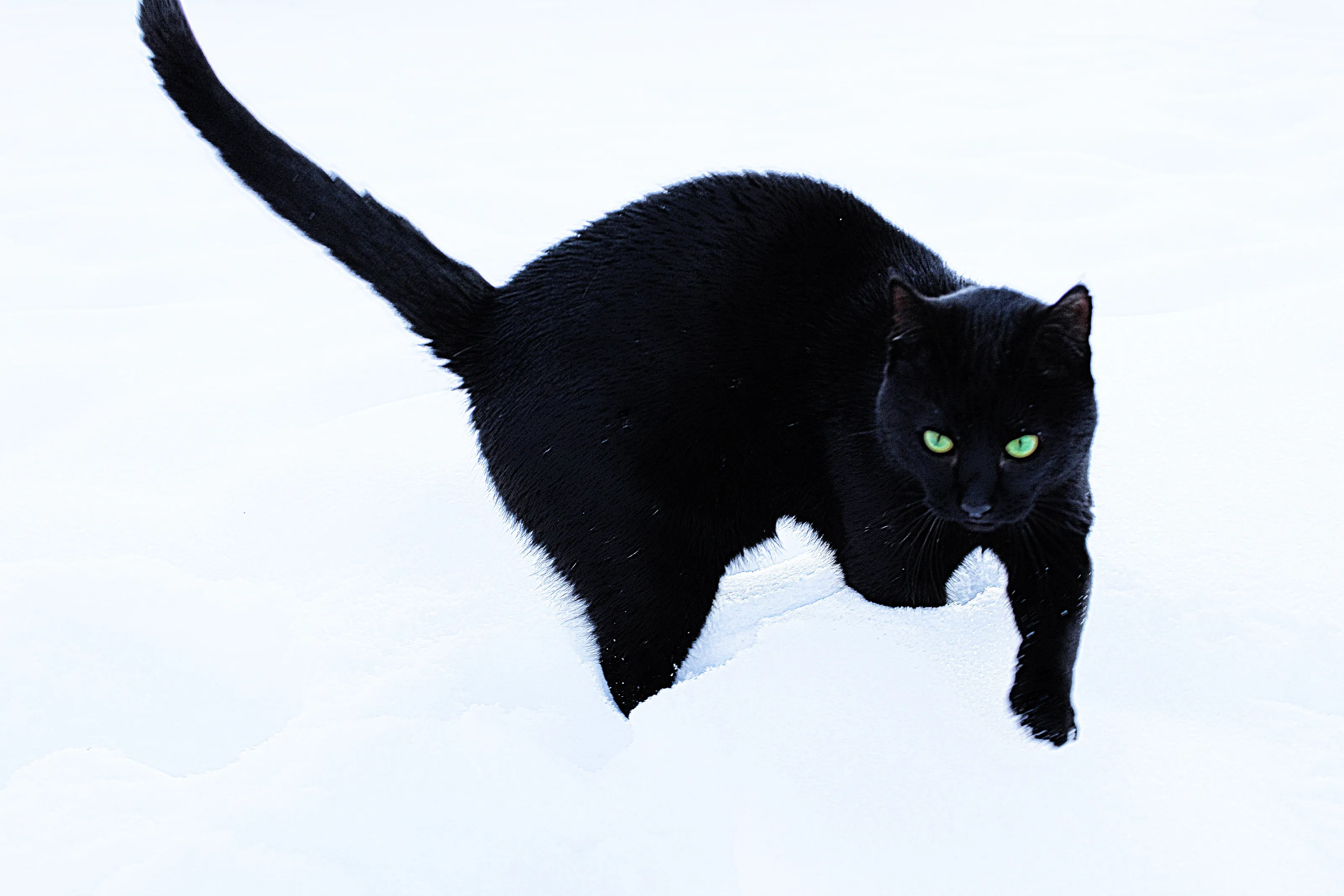 snow kitty