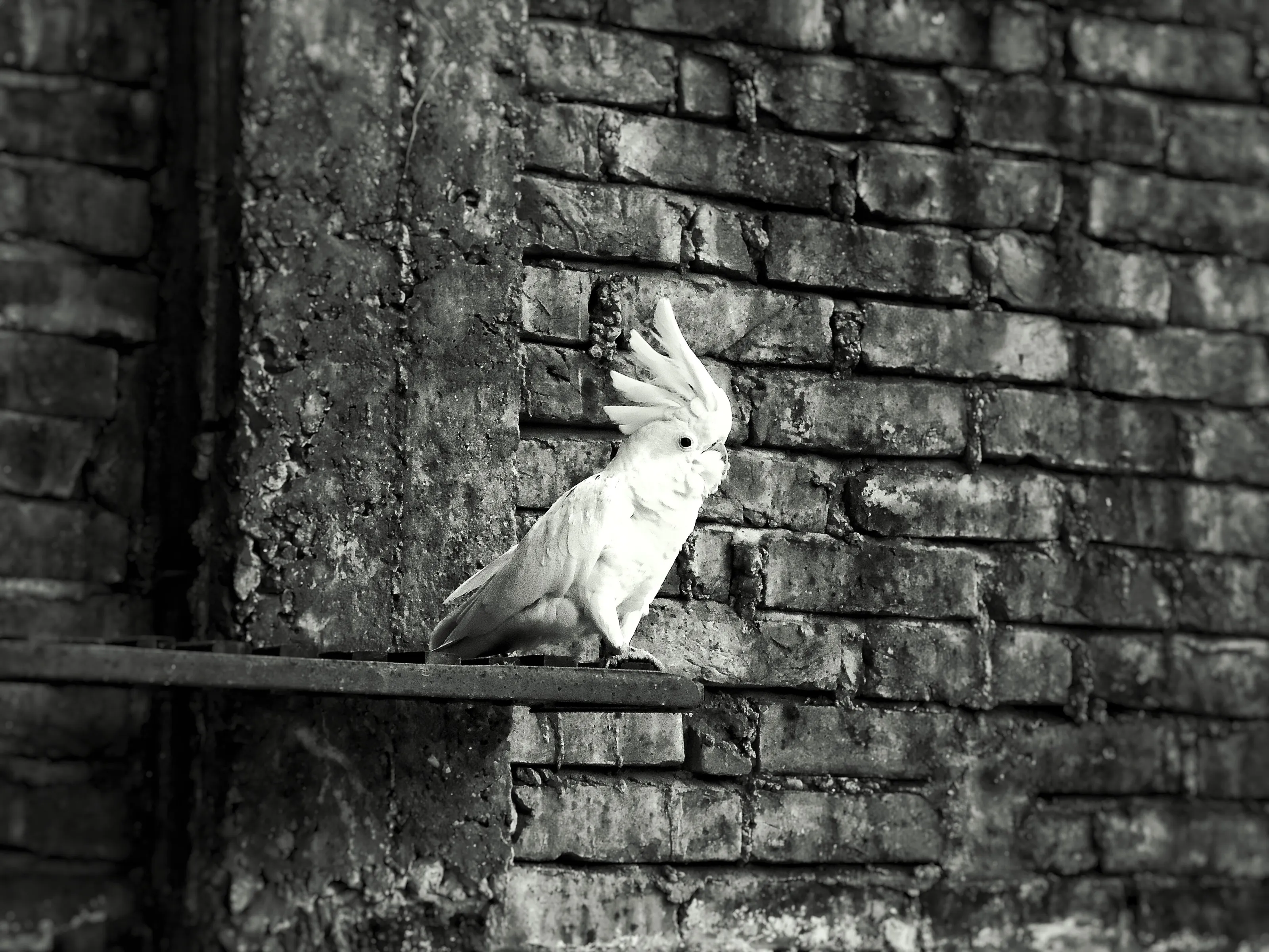 Lonely wings