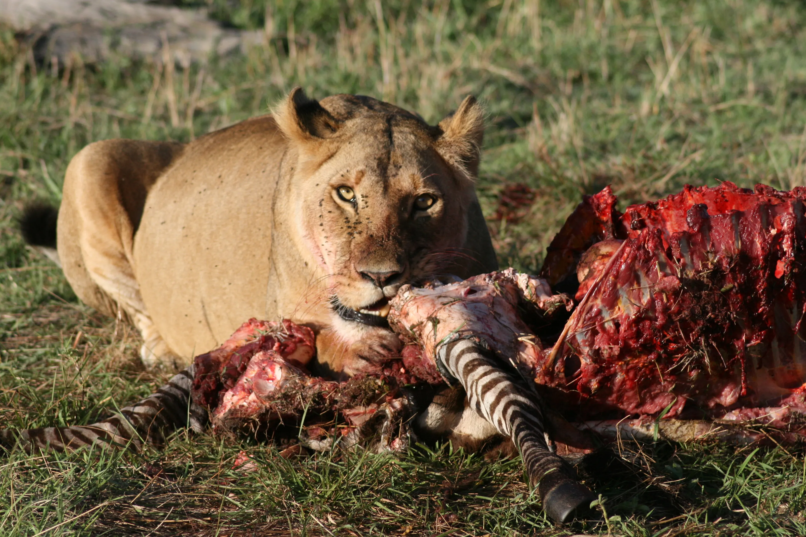 Breakfast in the Masai Mara
