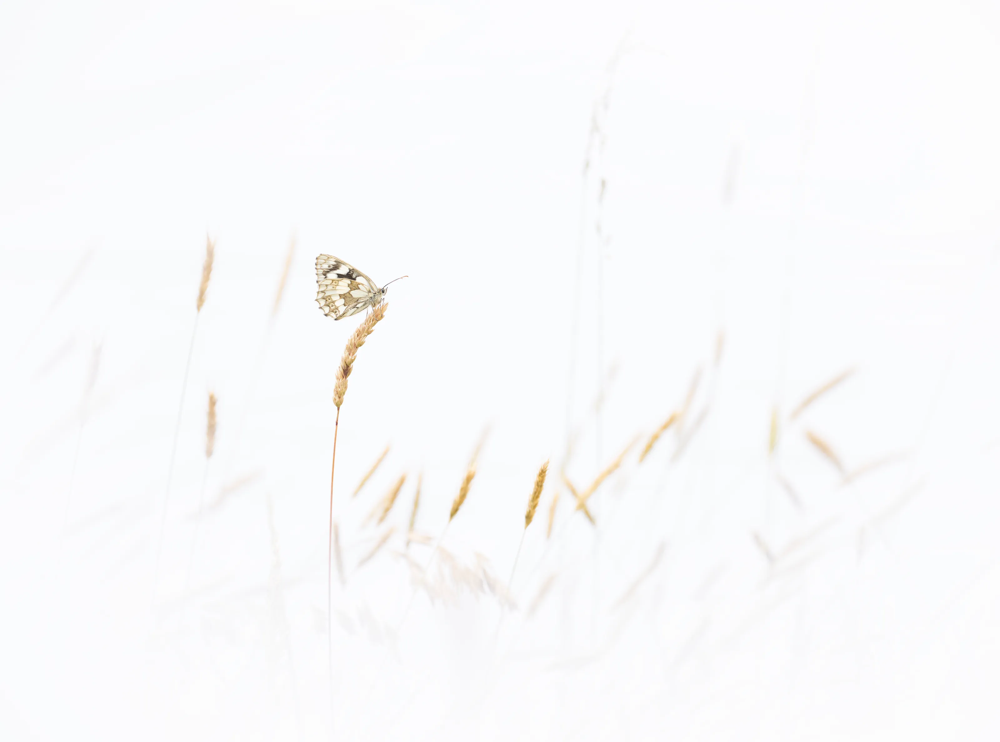 Miss Melanargia