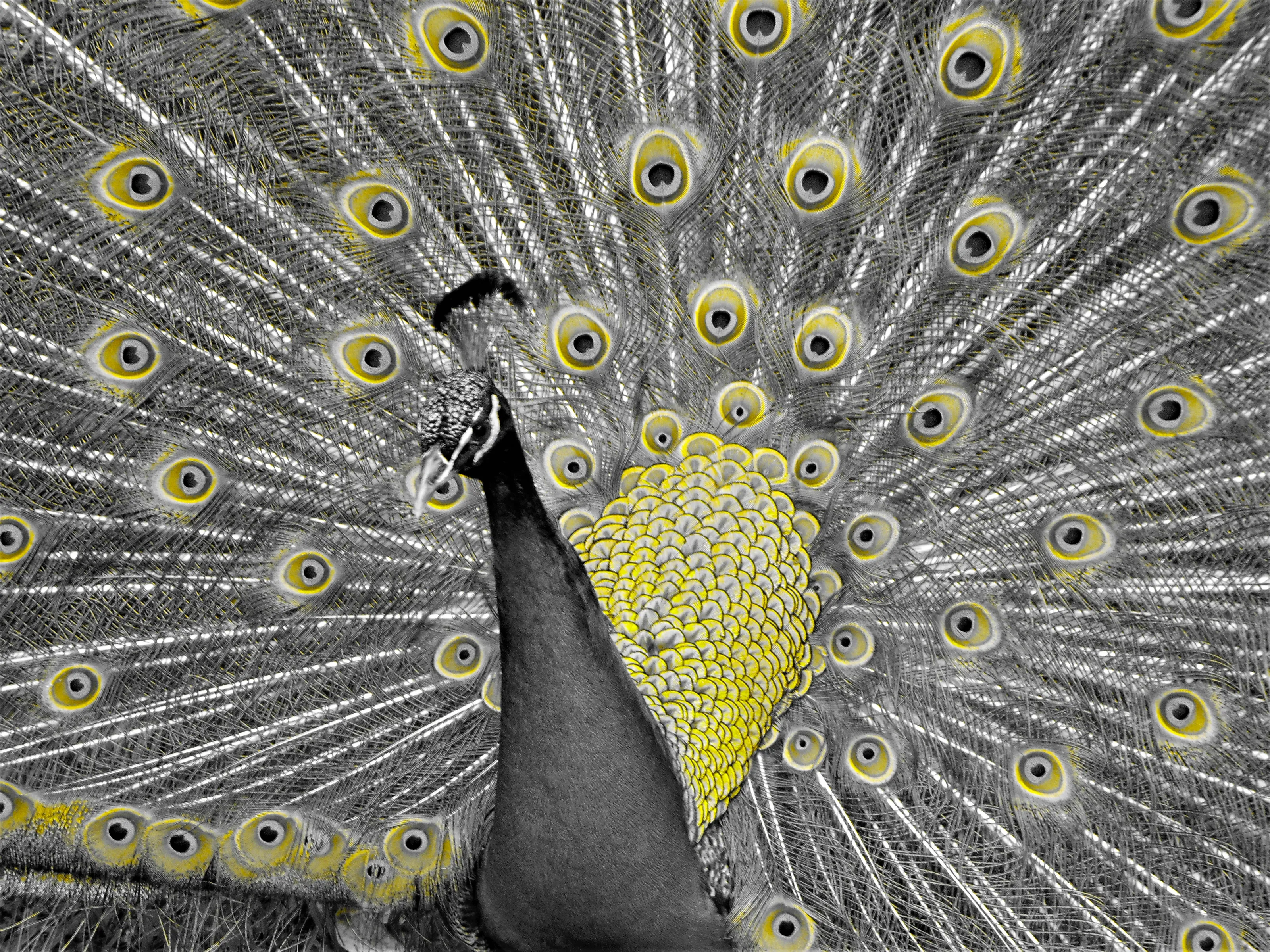 Yellow Peacock