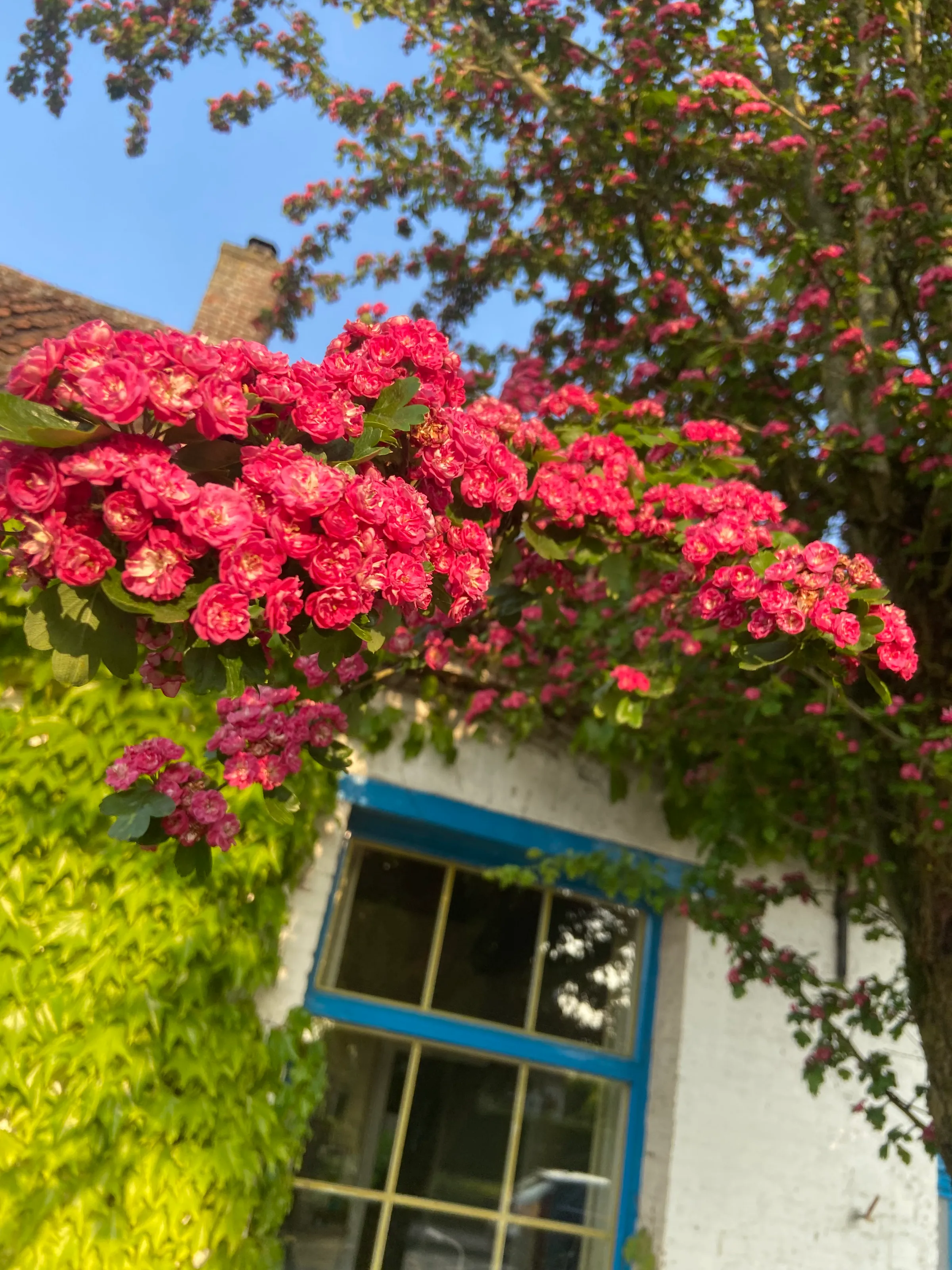 Pink flowers
