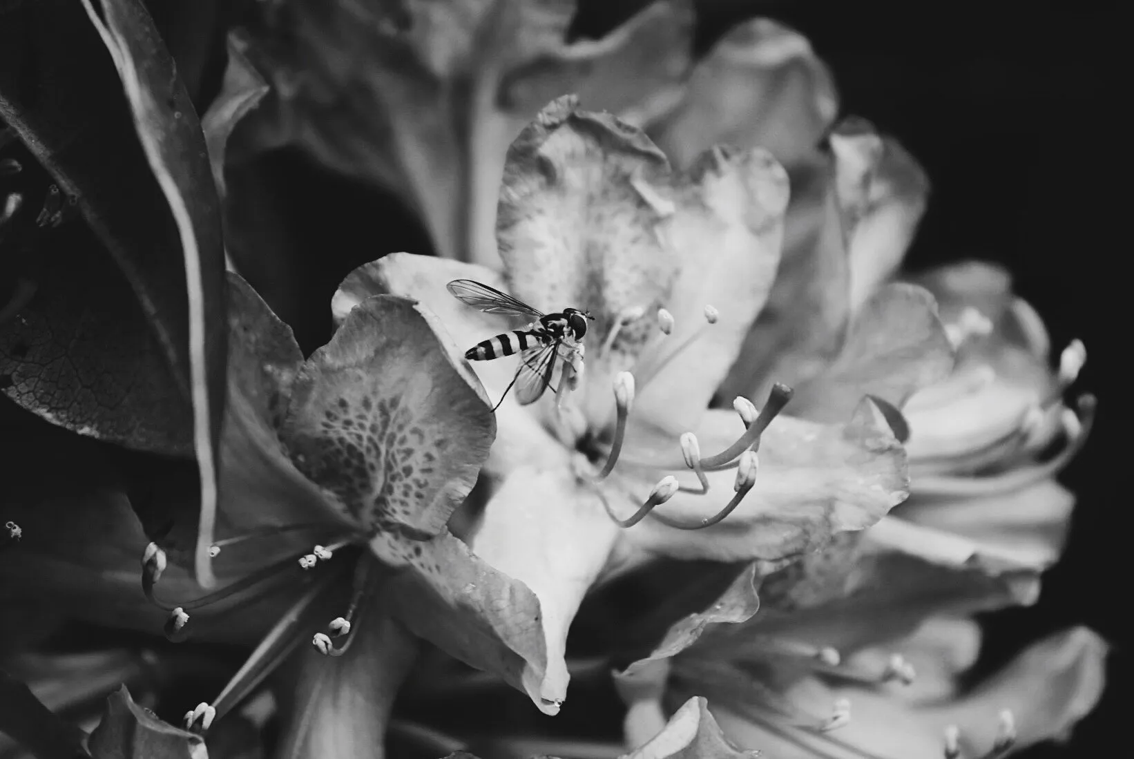 Hover Fly Landing on a Rhododendron