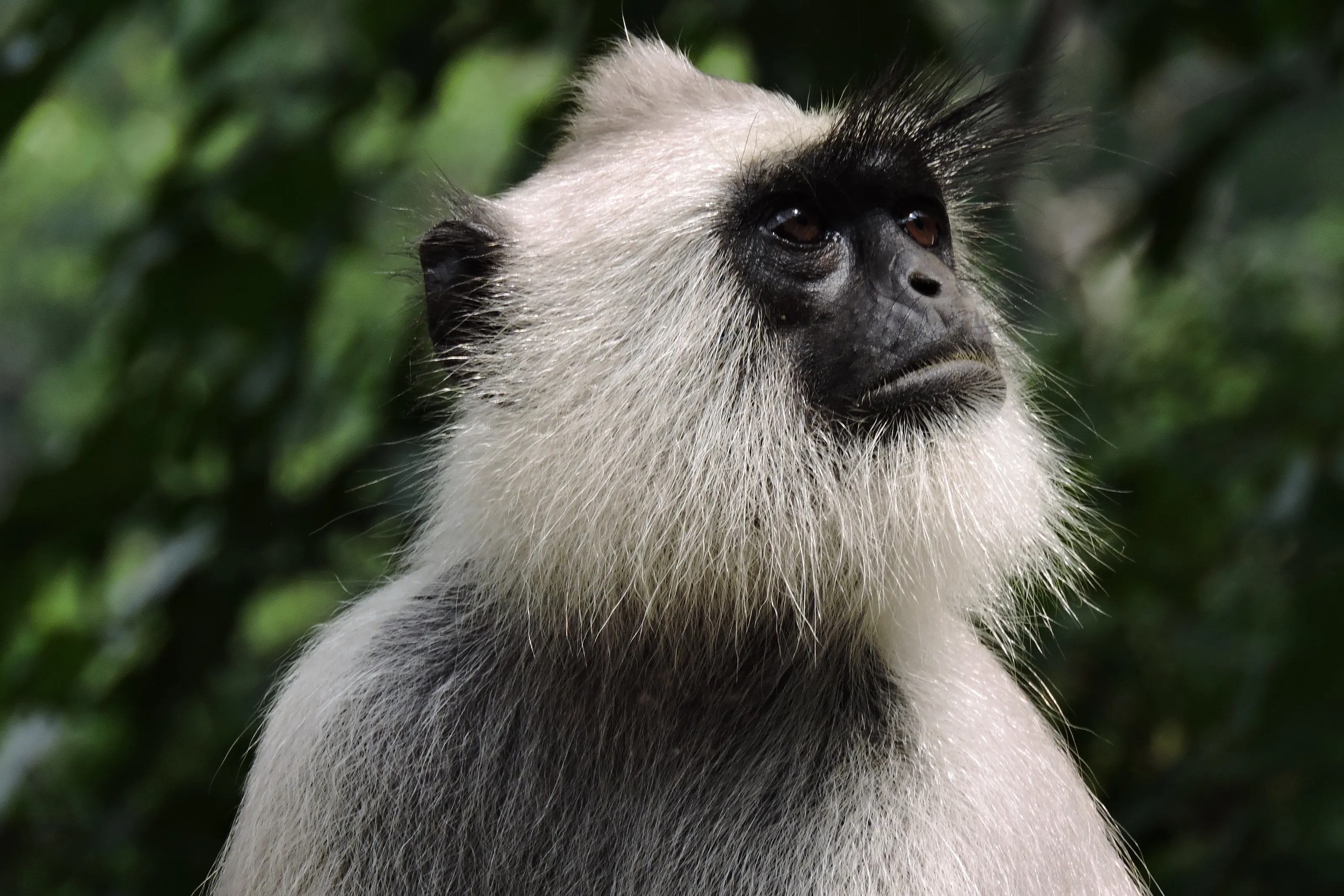 Monkey!!