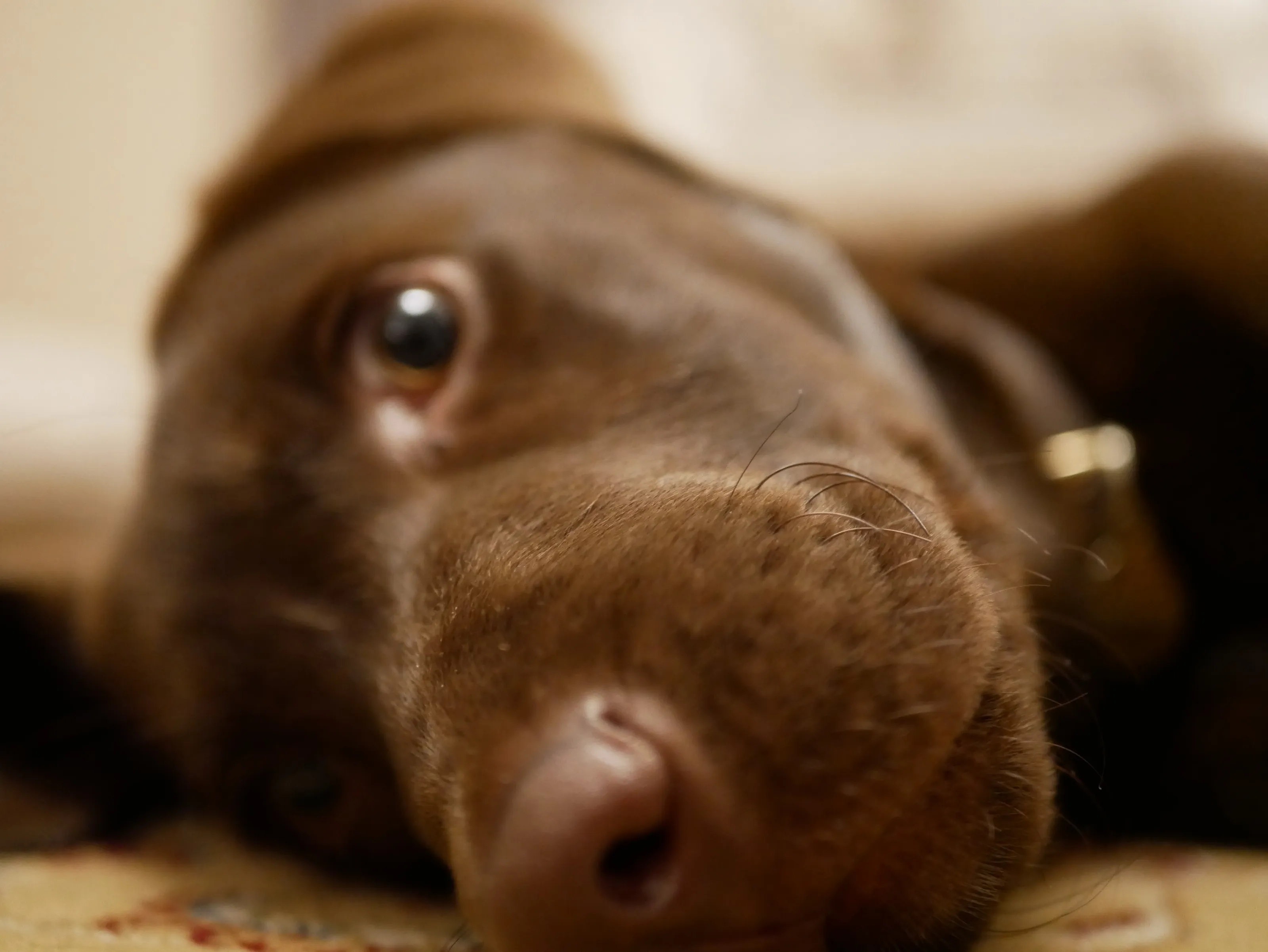 Whiskey's whiskers